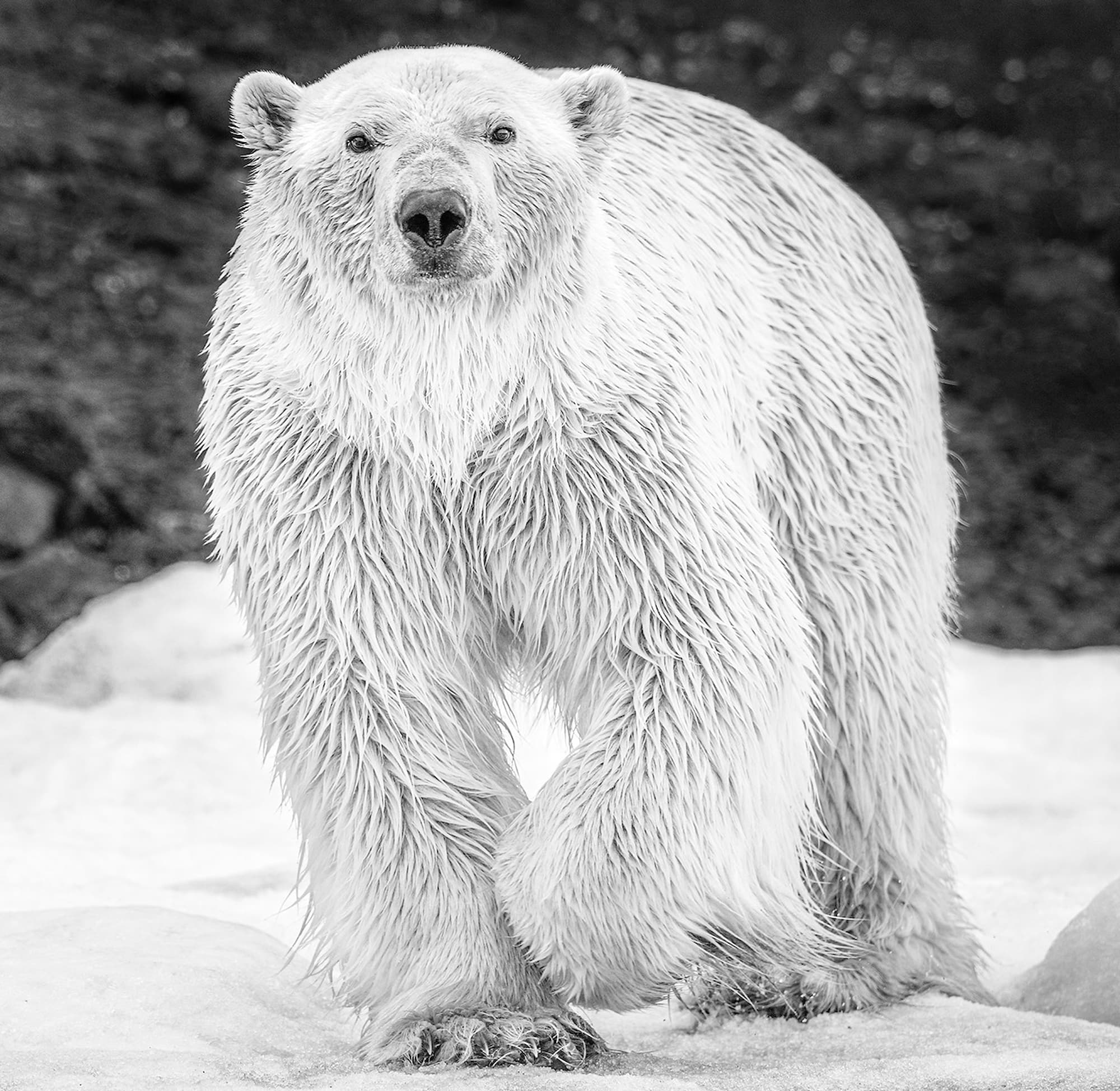 "Rush" by David Yarrow, 2017. Black and white photograph.