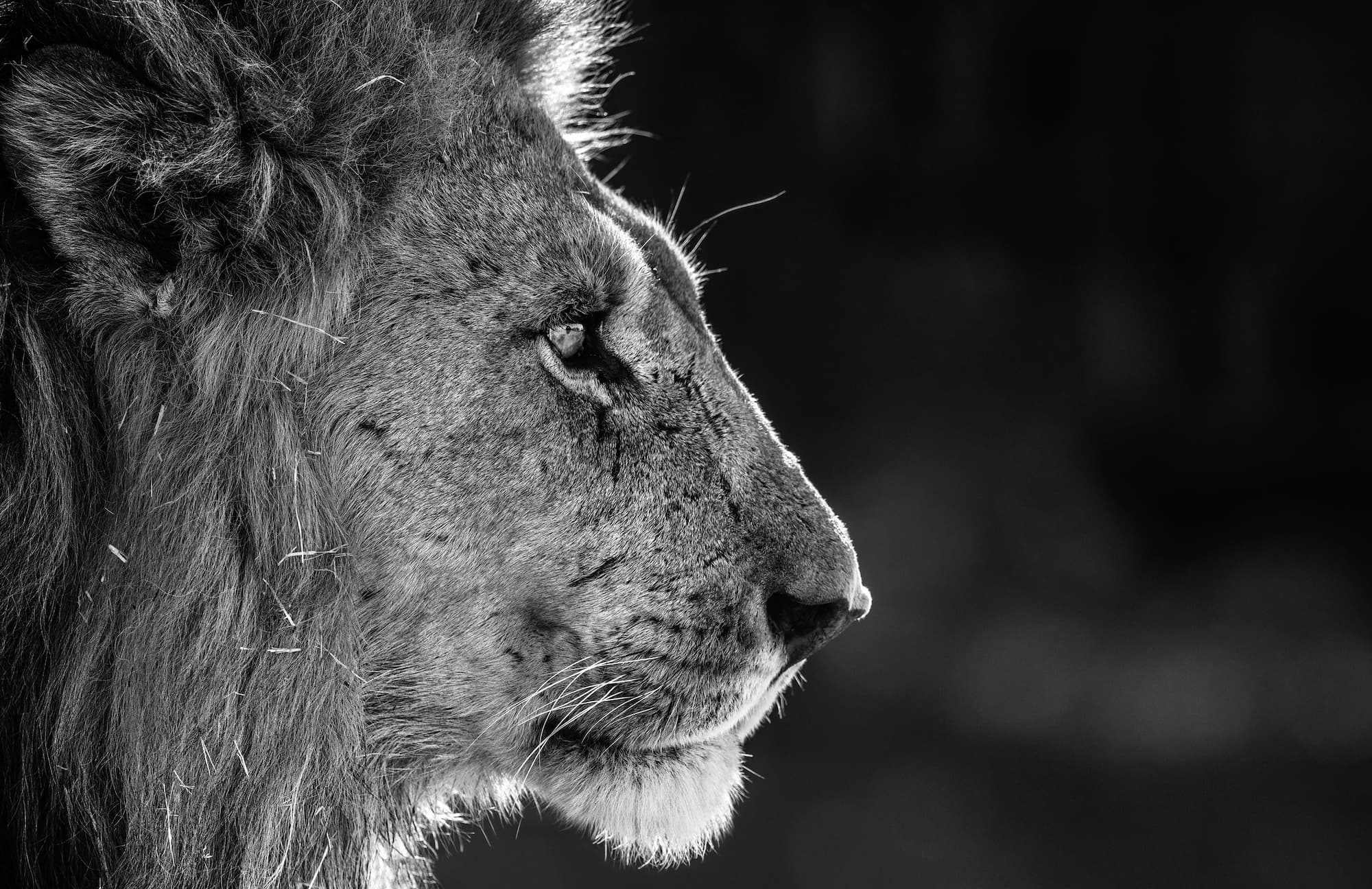 "Savute" by David Yarrow, Savute, Botswana, 2019. Black and white photograph.