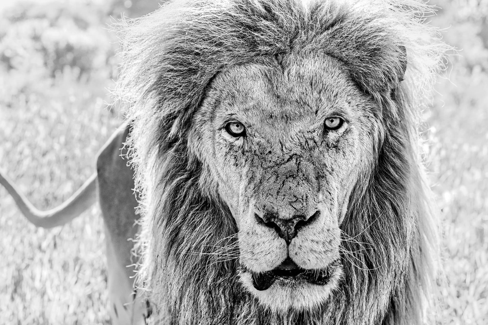 "Scarface" by David Yarrow, Dinokeng, South Africa, 2020. Black and white photograph.