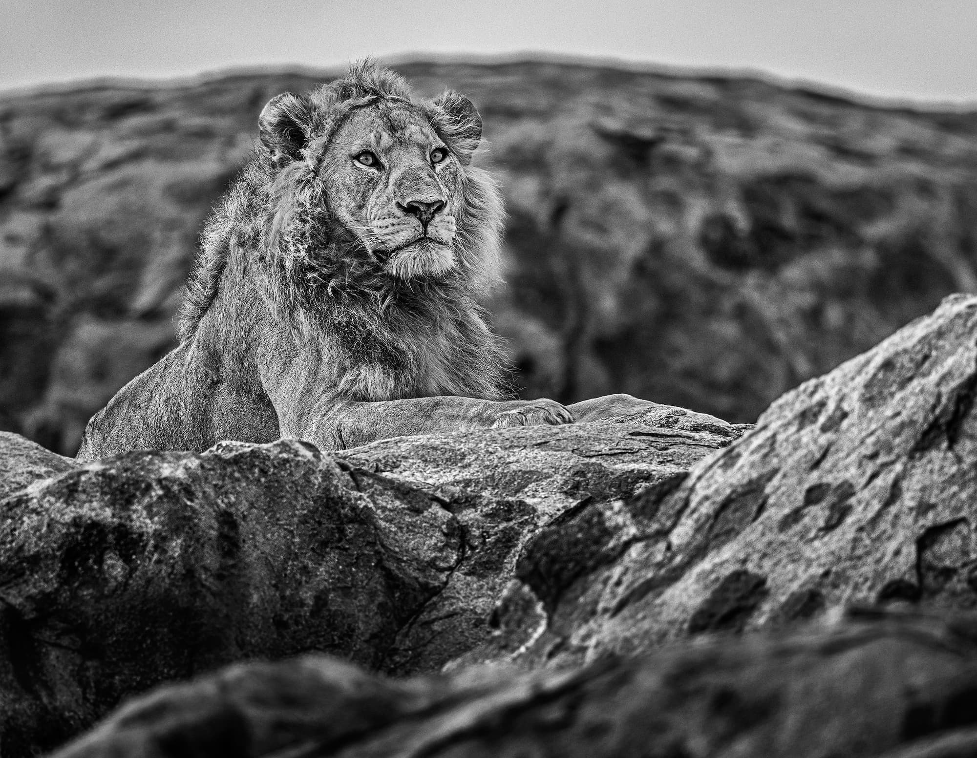 "Serengeti" by David Yarrow, Serengeti, Tanzania, 2019. Black and white photograph.