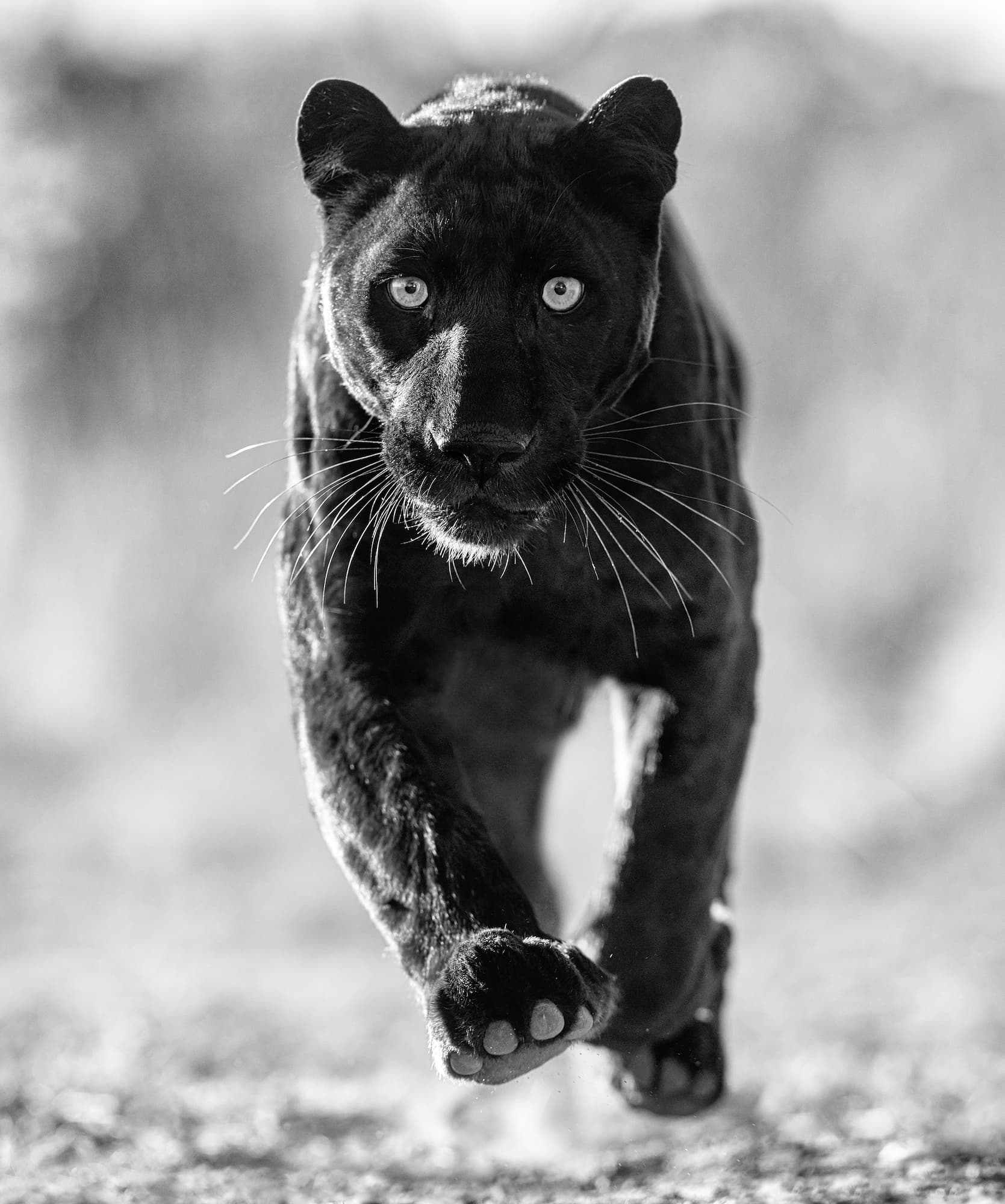 "Sex Panther" by David Yarrow, Dinokeng, South Africa, 2023. Black and white photograph.