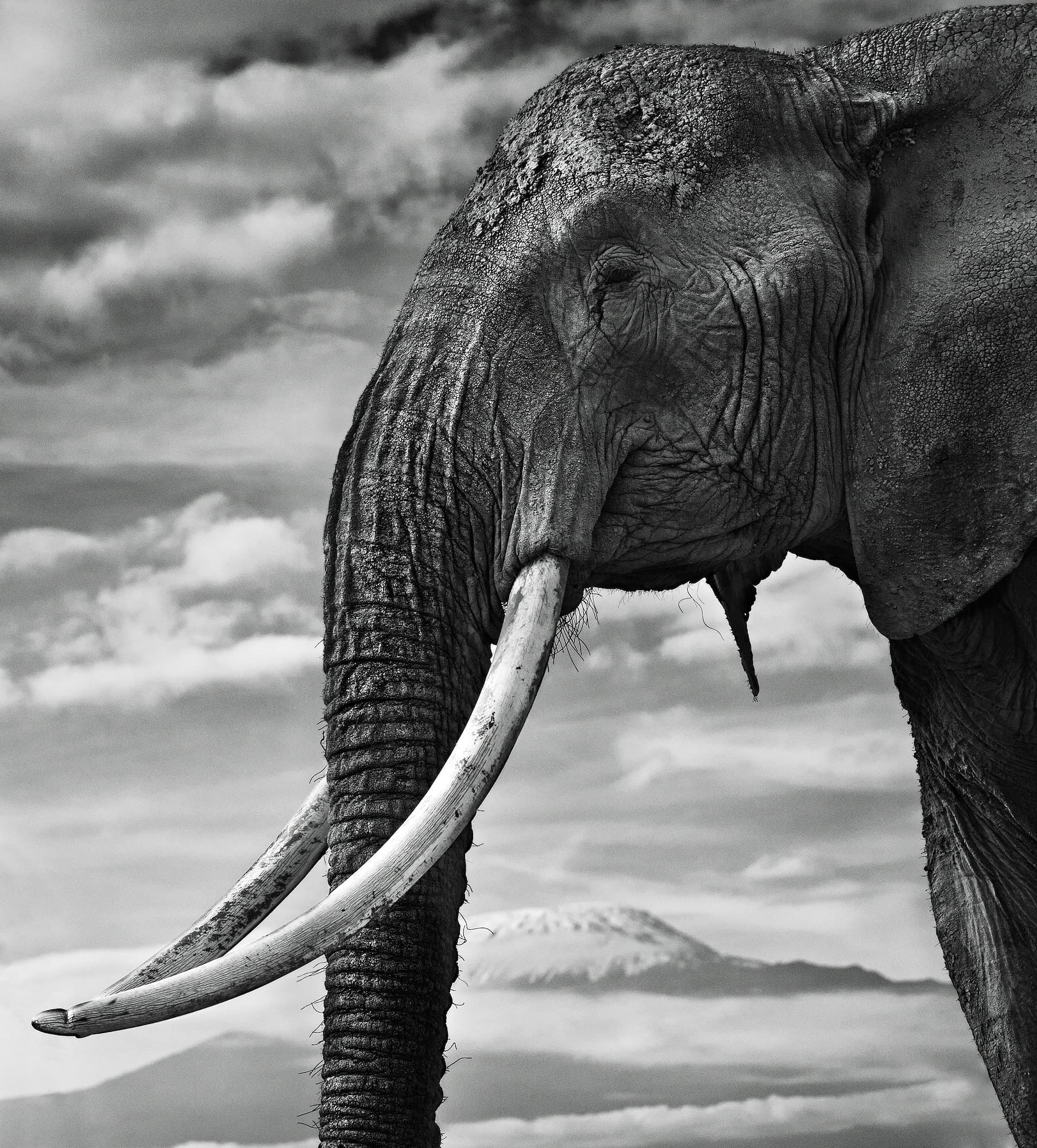"Snow Patrol" by David Yarrow. Black and white photograph.