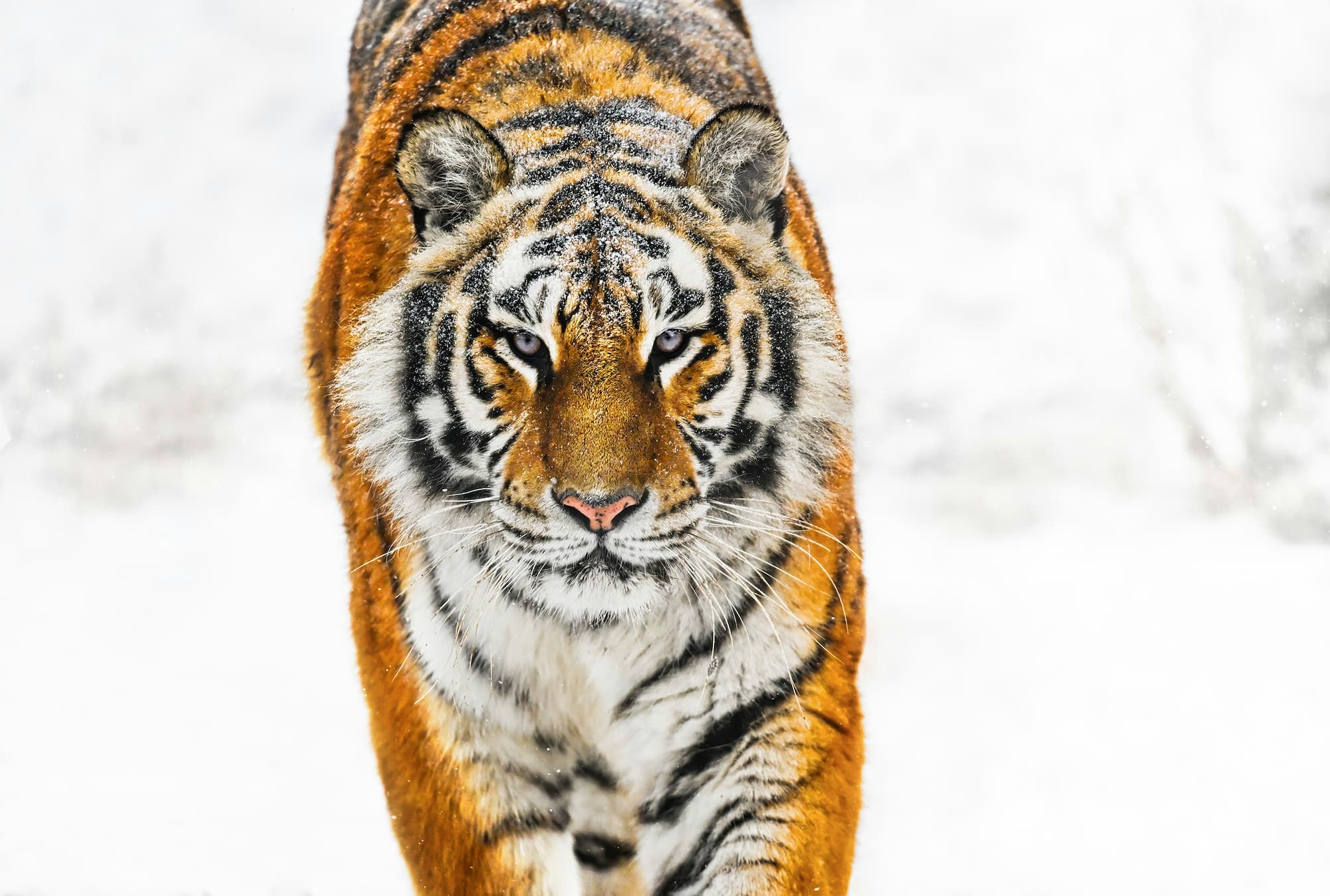"Snowcat" by David Yarrow, Heilongjiang, China, 2024. Colour photograph.