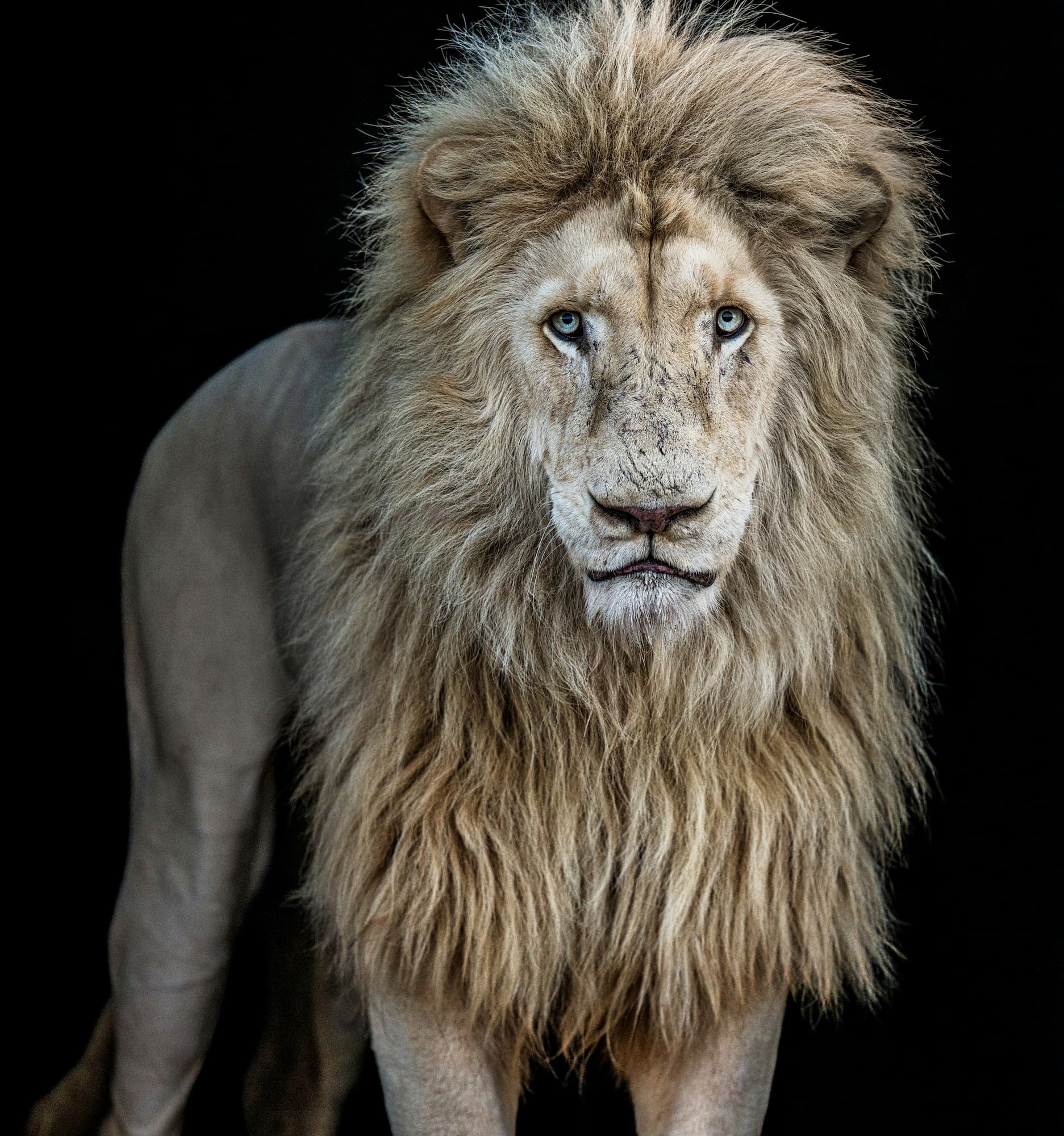 "Something's Gotta Give" by David Yarrow, Dinokeng, South Africa, 2025. Colour photograph.
