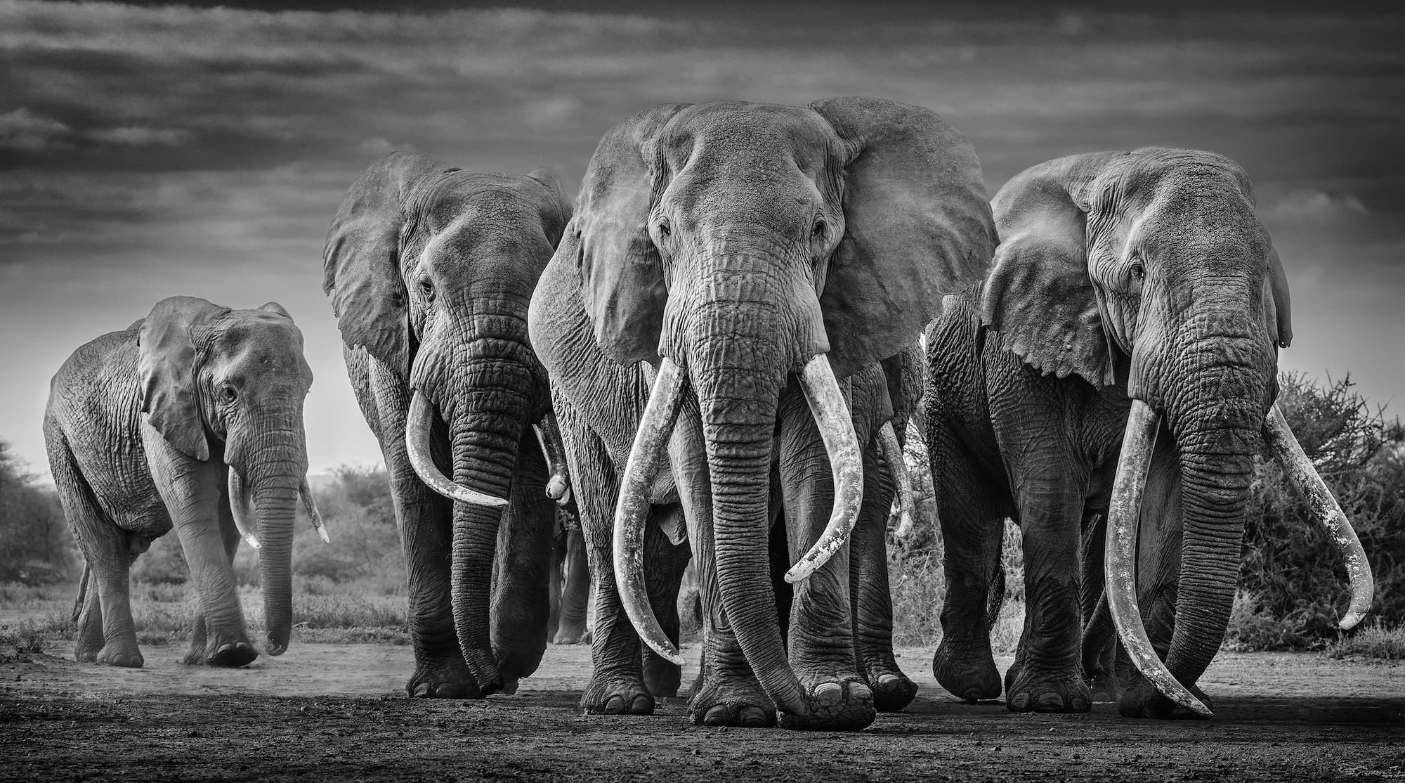 "Squad" by David Yarrow, Amboseli, Kenya, 2019. Black and white photograph.