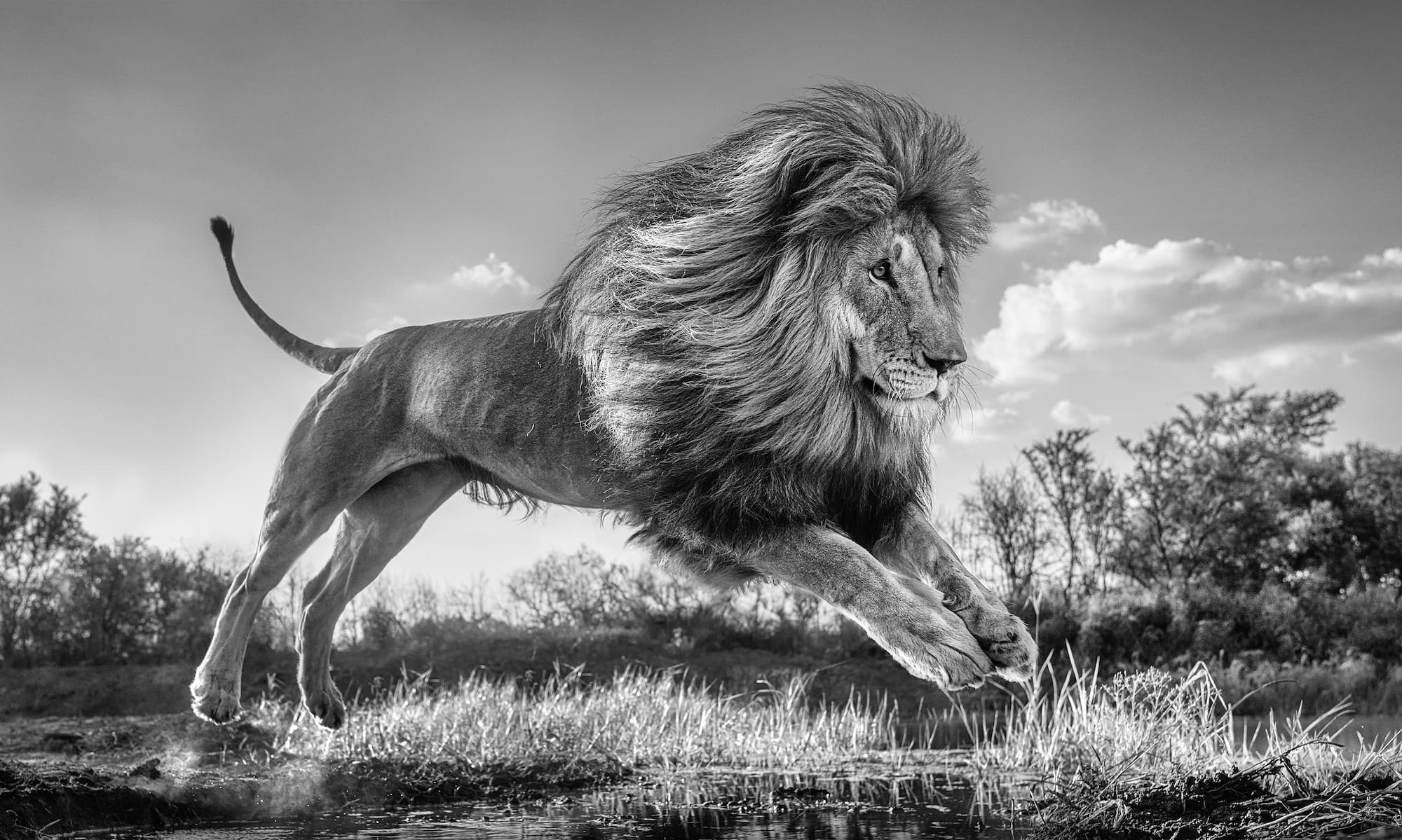 "Succession" by David Yarrow, Dinokeng, South Africa, 2022. Black and white photograph.