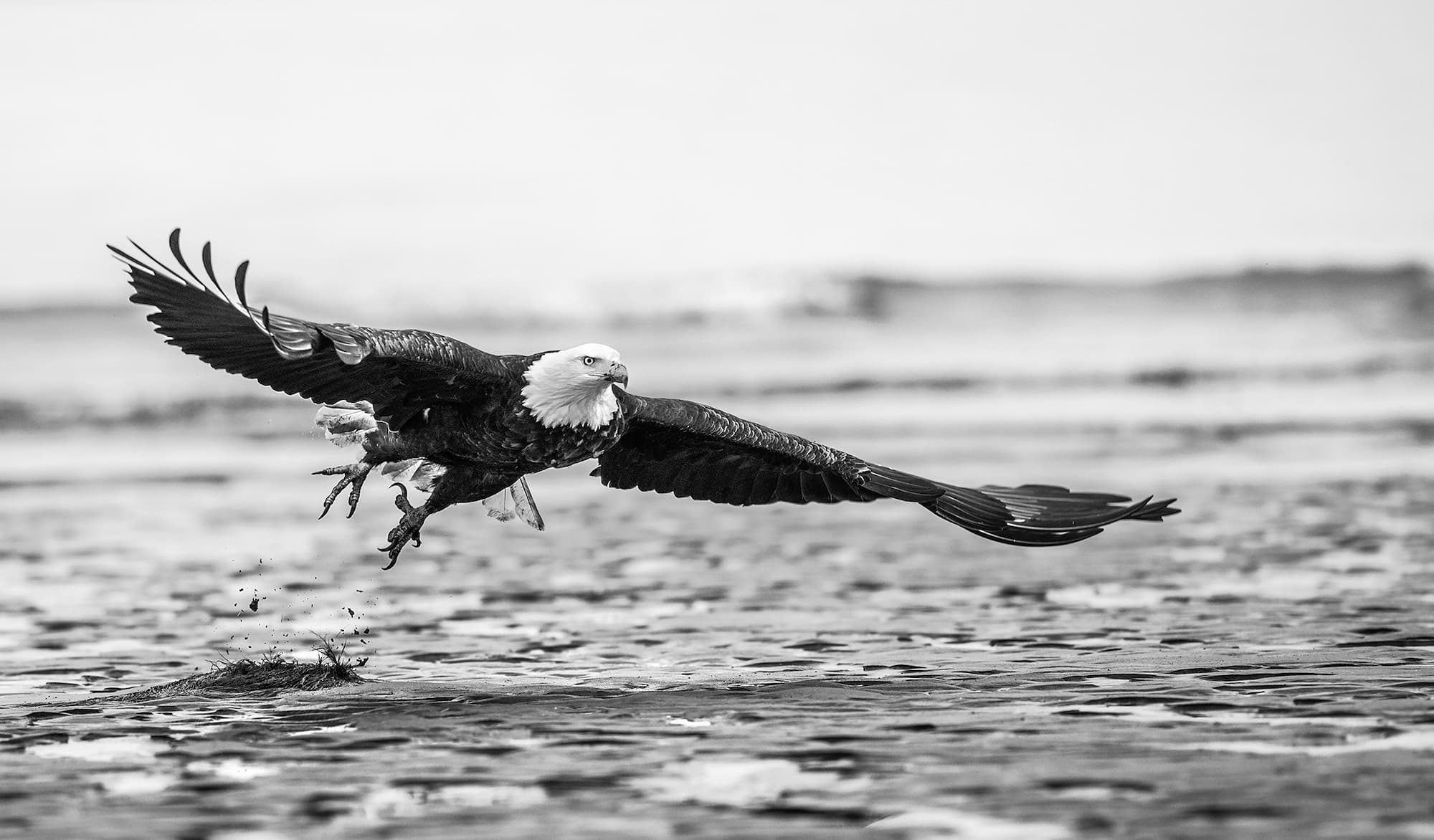 "Taking Flight" by David Yarrow, Alaska, 2016. Black and white photograph.
