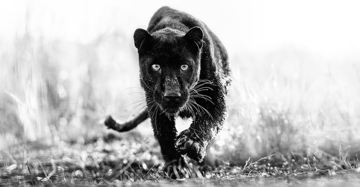 T’Challa