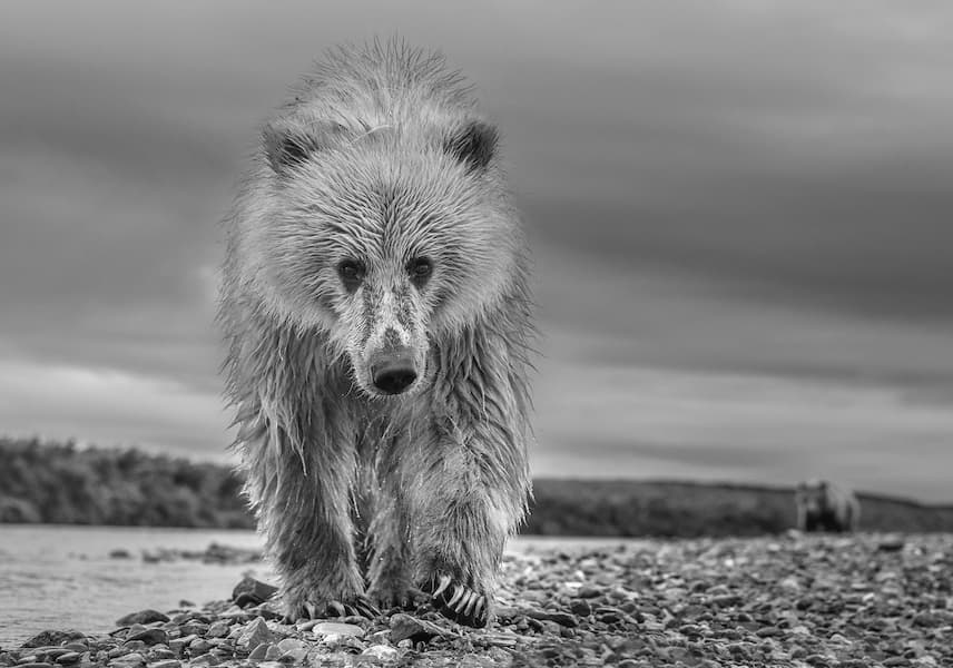 Ted