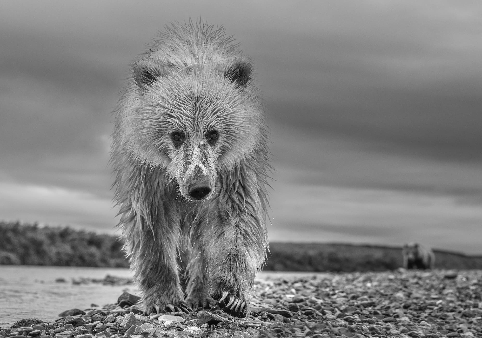 "Ted" by David Yarrow, Katmai National Park, Alaska, 2018. Black and white photograph.