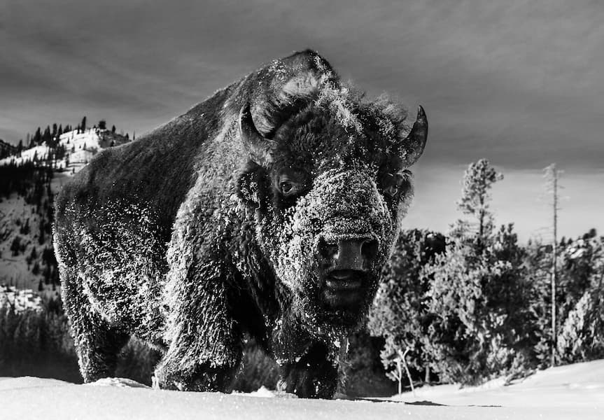 The Beast of Yellowstone