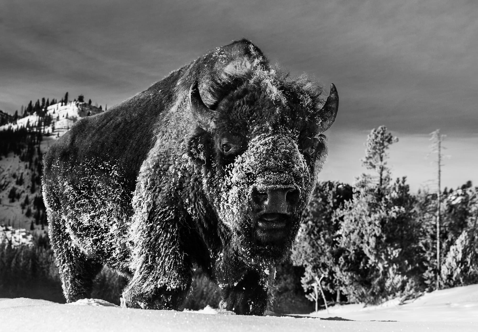 "The Beast of Yellowstone" by David Yarrow, Yellowstone National Park, 2021. Black and white photograph.