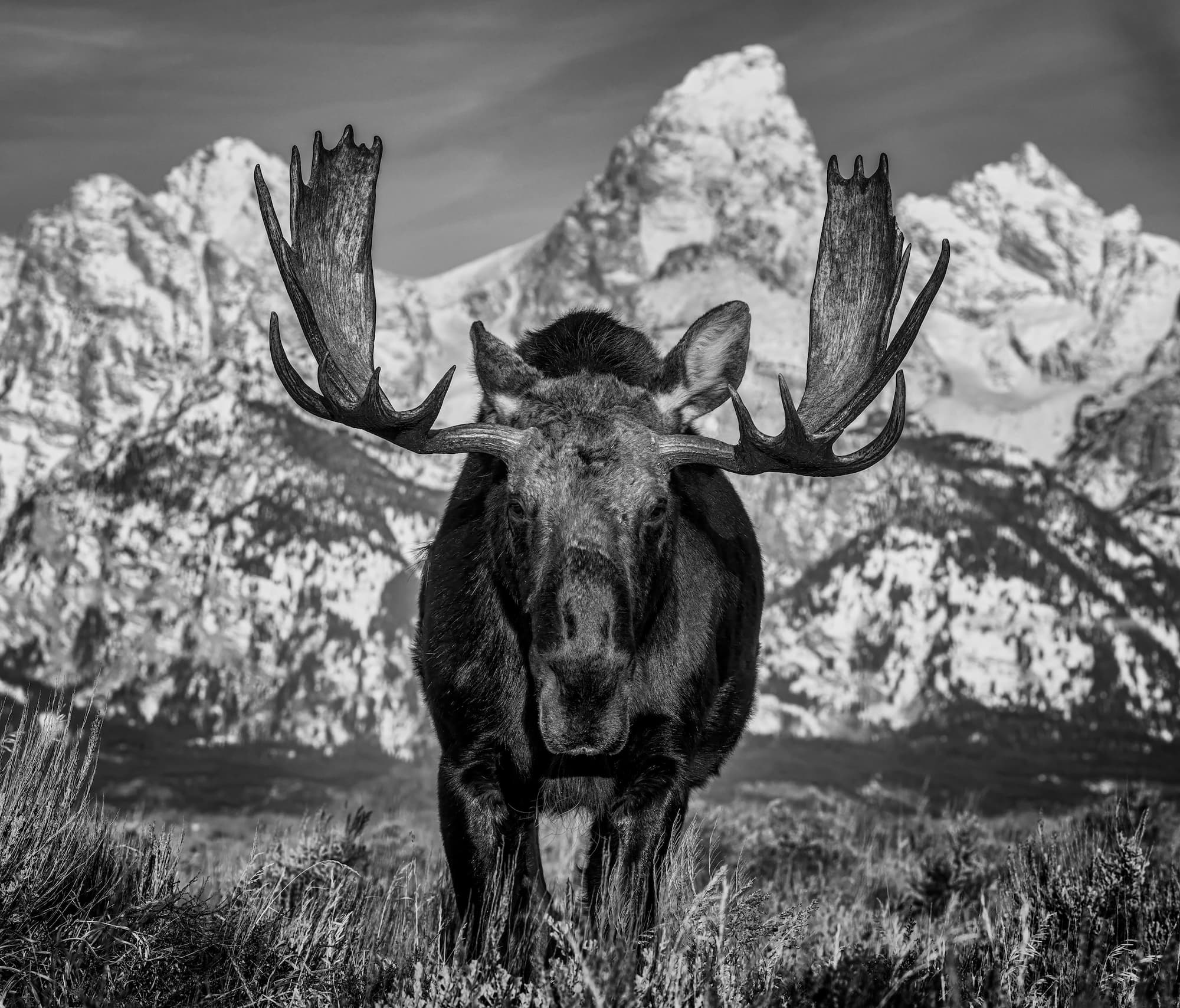 "The Big Moose" by David Yarrow, Jackson Hole, Wyoming, 2024. Black and white photograph.