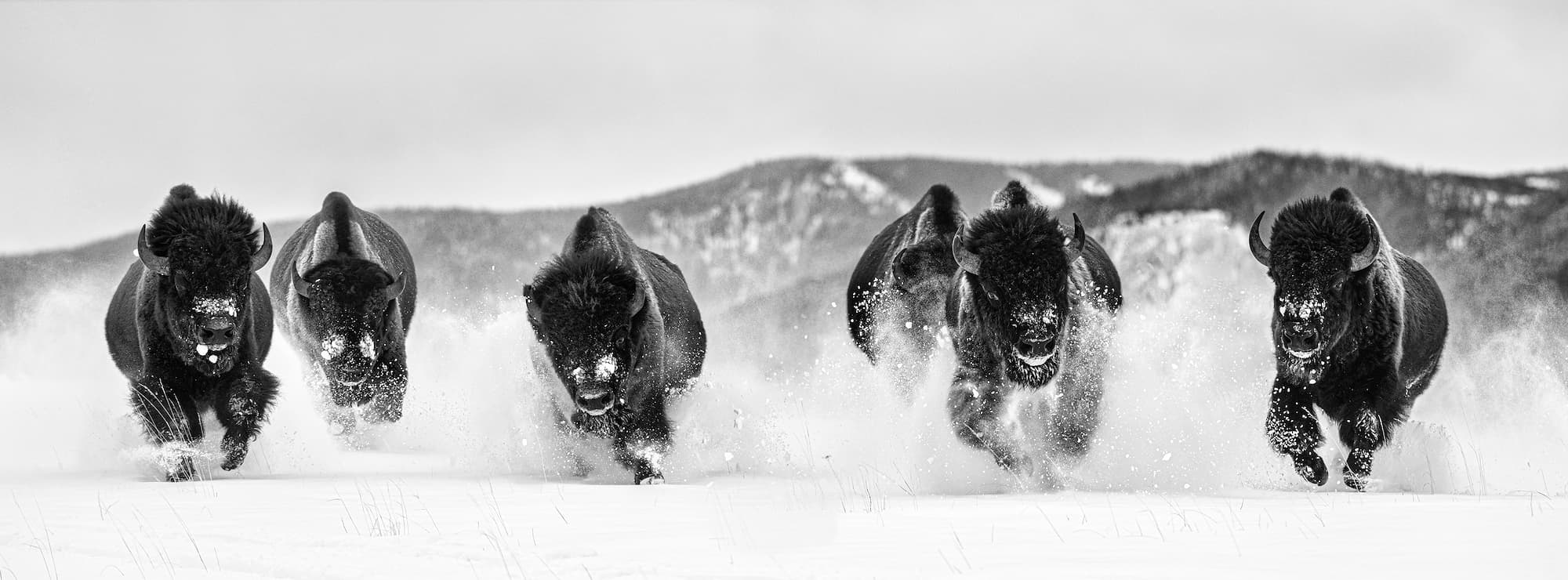 "The Bills II" by David Yarrow, The Flying D Ranch, Montana, 2021. Black and white photograph.