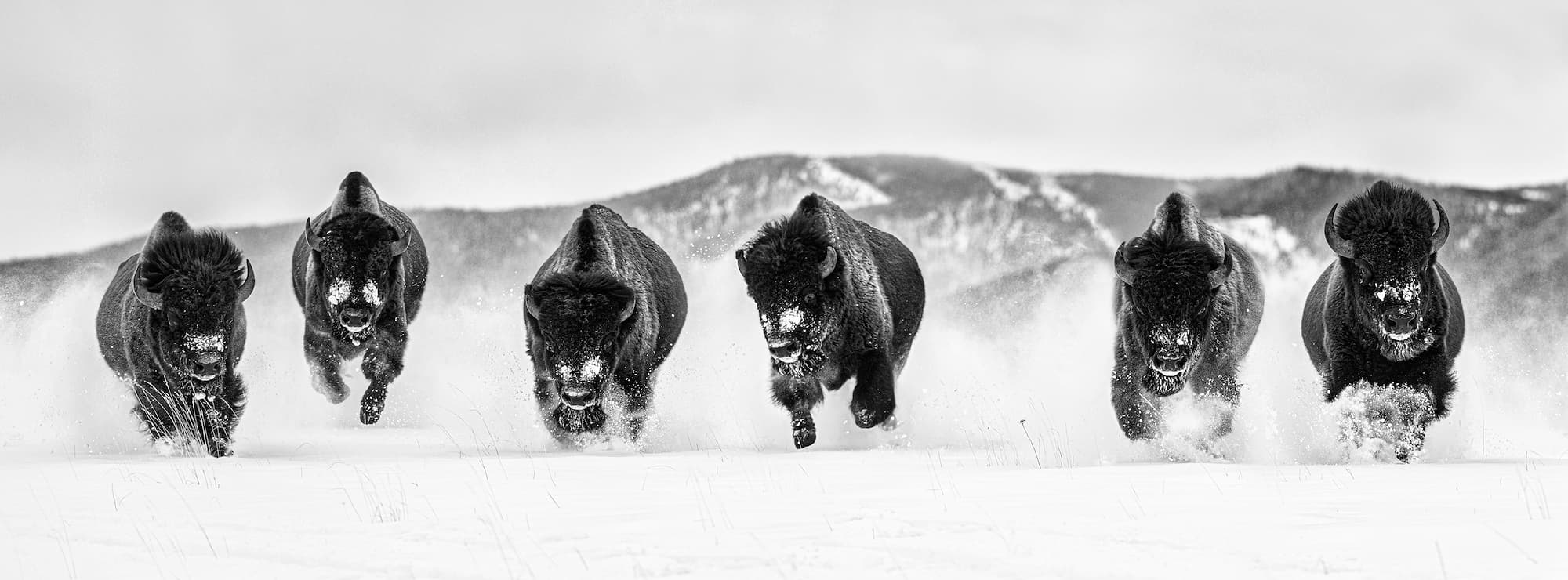 "The Bills III" by David Yarrow, The Flying D Ranch, Montana, 2021. Black and white photograph.