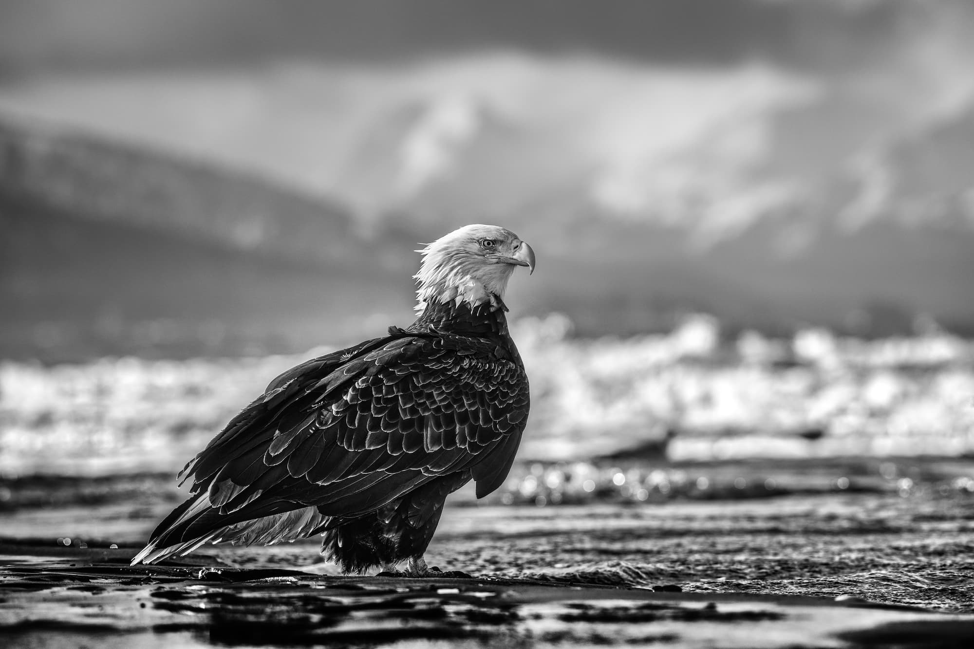"The Bird on the Beach" by David Yarrow, Homer, Alaska, 2021. Black and white photograph.