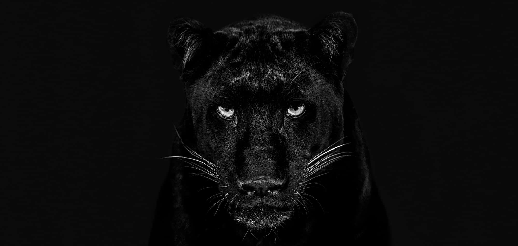 "The Black Panther Club" by David Yarrow, Dinokeng, South Africa, 2025. Black and white photograph.