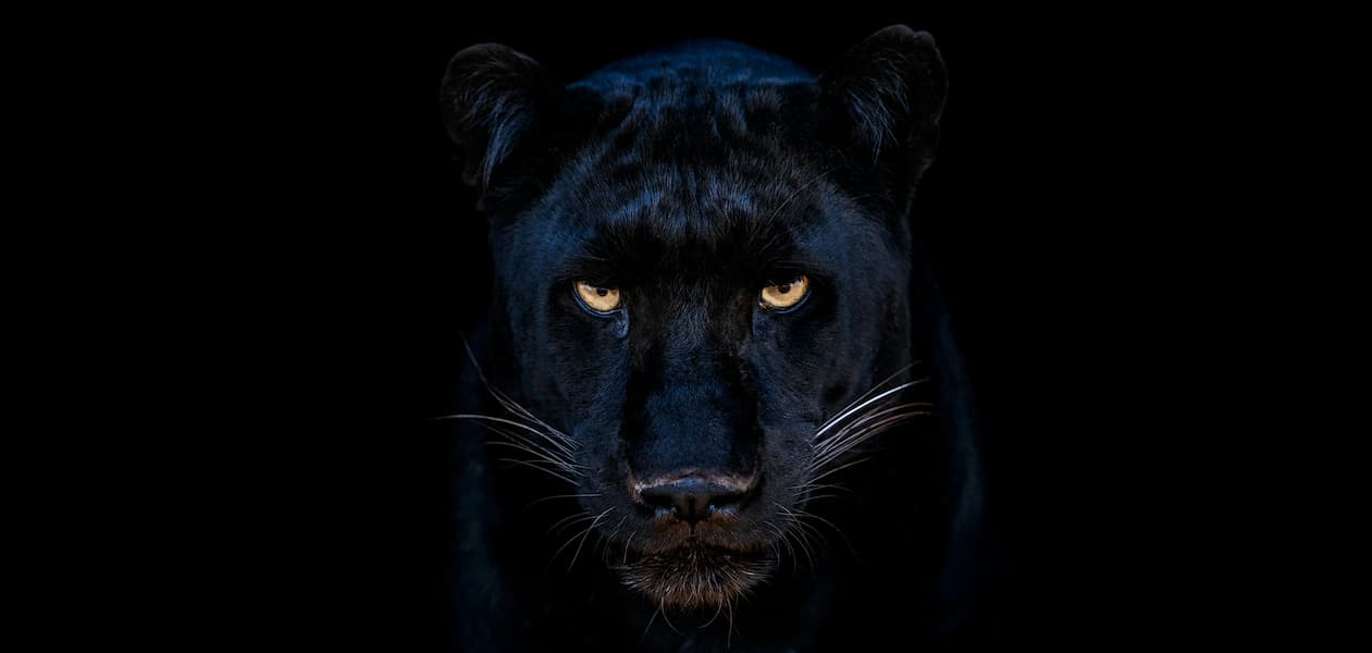The Black Panther Club (Colour)