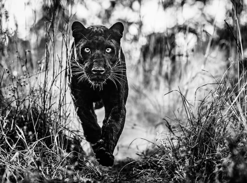 The Black Panther Returns