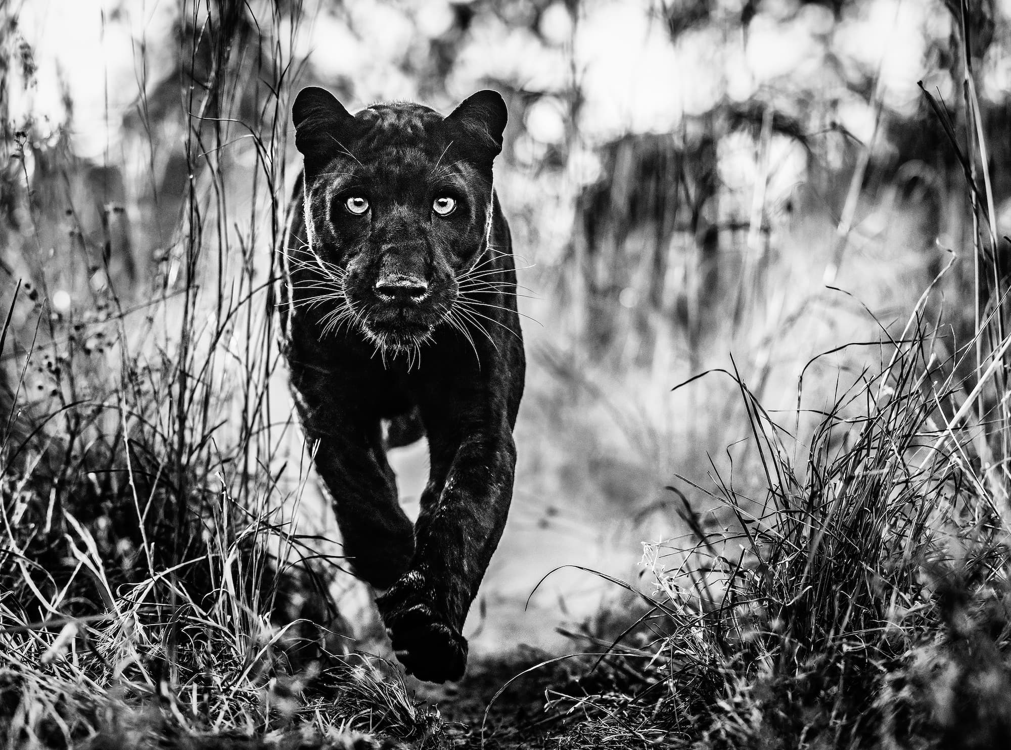 "The Black Panther Returns" by David Yarrow, Dinokeng, South Africa, 2019. Black and white photograph.