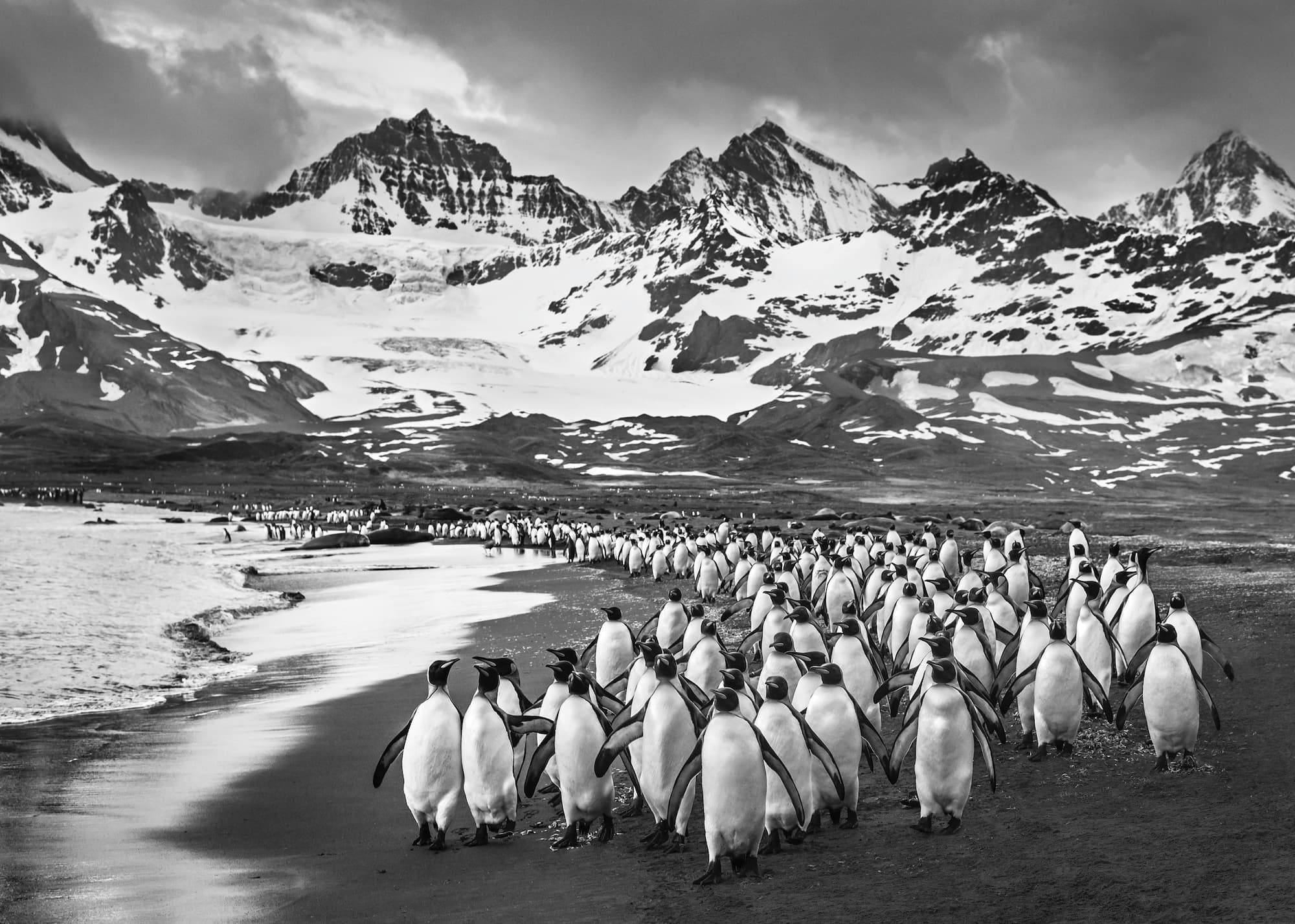 "The Breakfast Club" by David Yarrow, South Georgia, 2018. Black and white photograph.