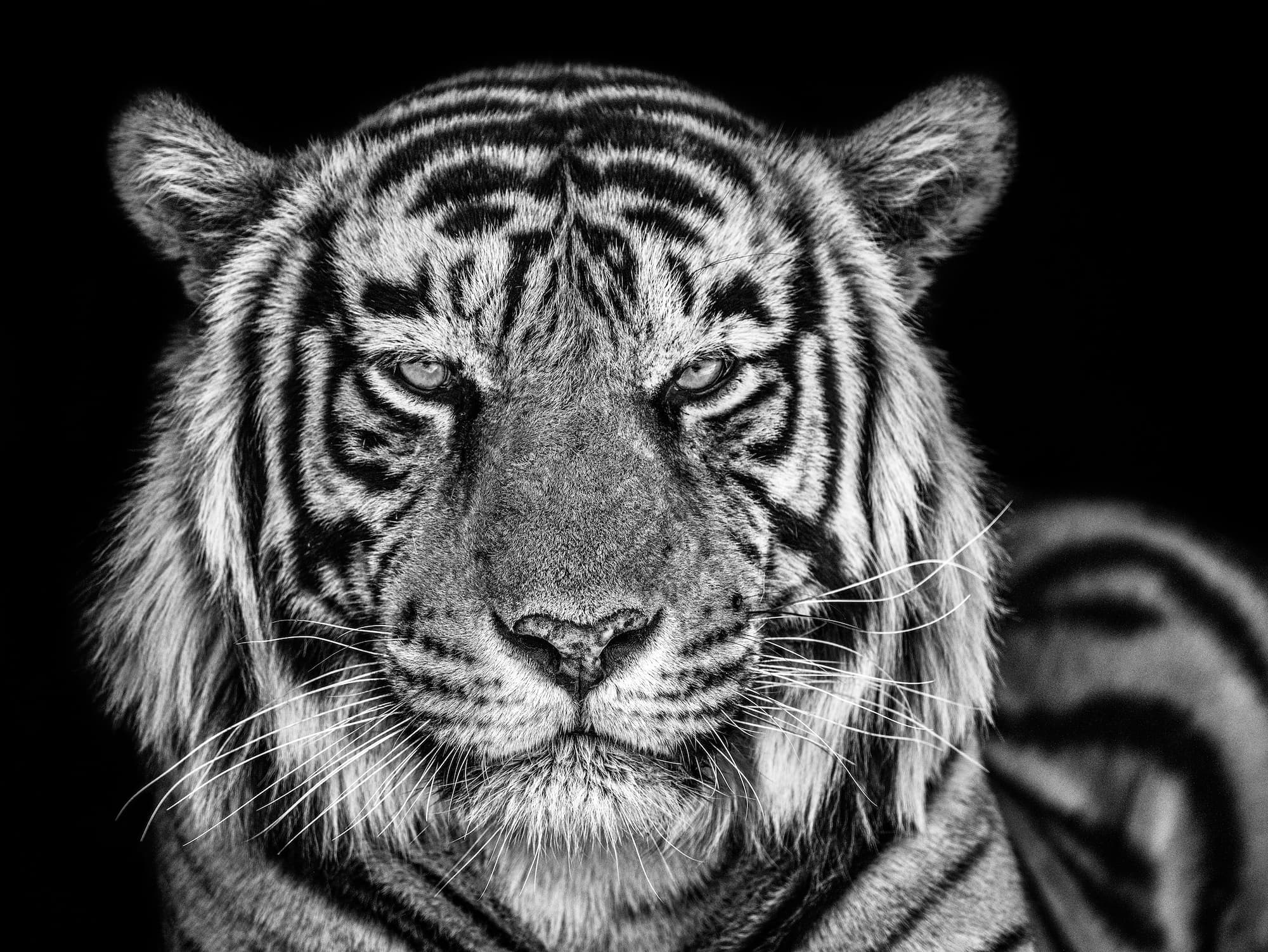 "The Cave" by David Yarrow, Ranthambore National Park, India, 2019. Black and white photograph.