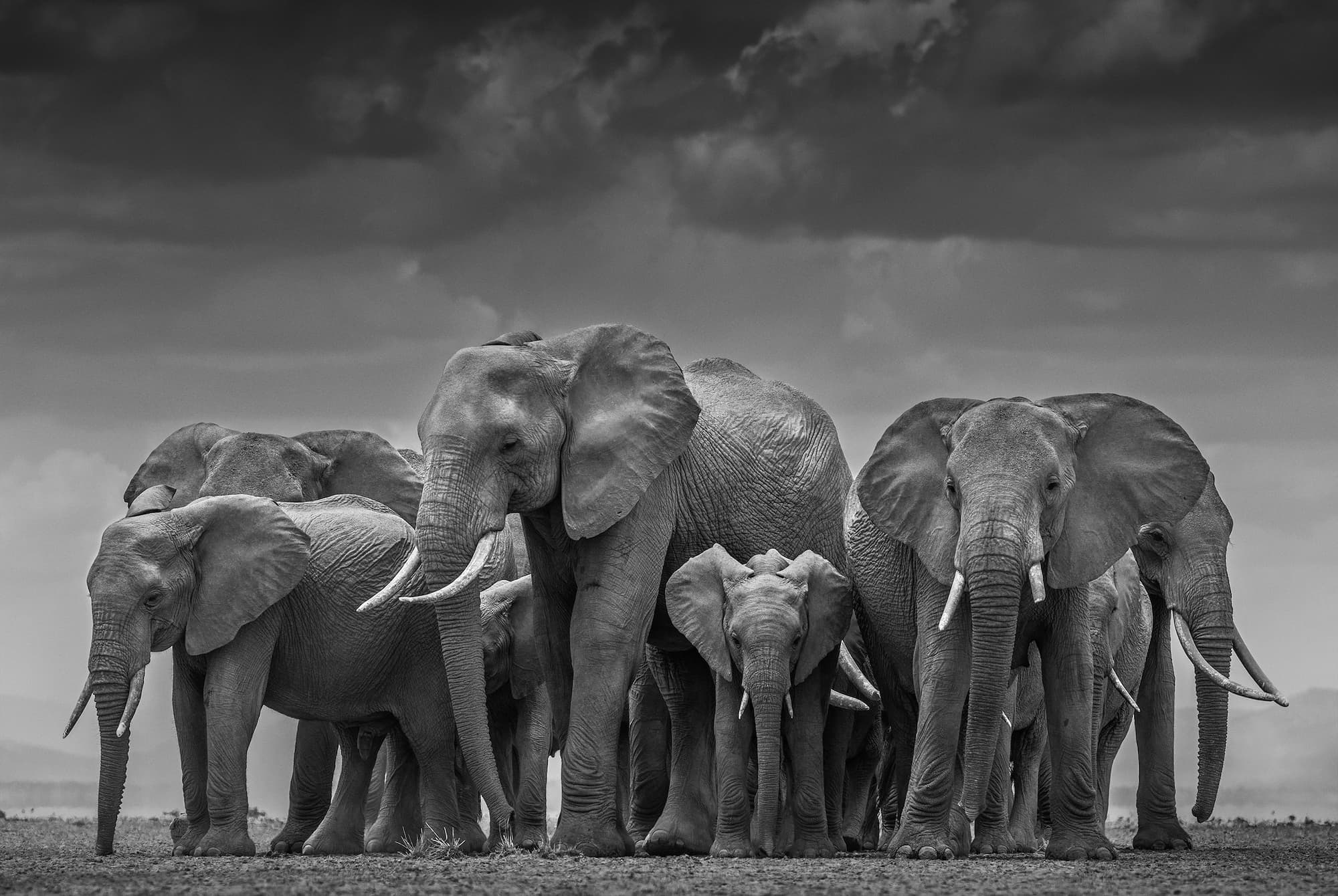 "The Circle of Life II" by David Yarrow, Amboseli, Kenya, 2015. Black and white photograph.