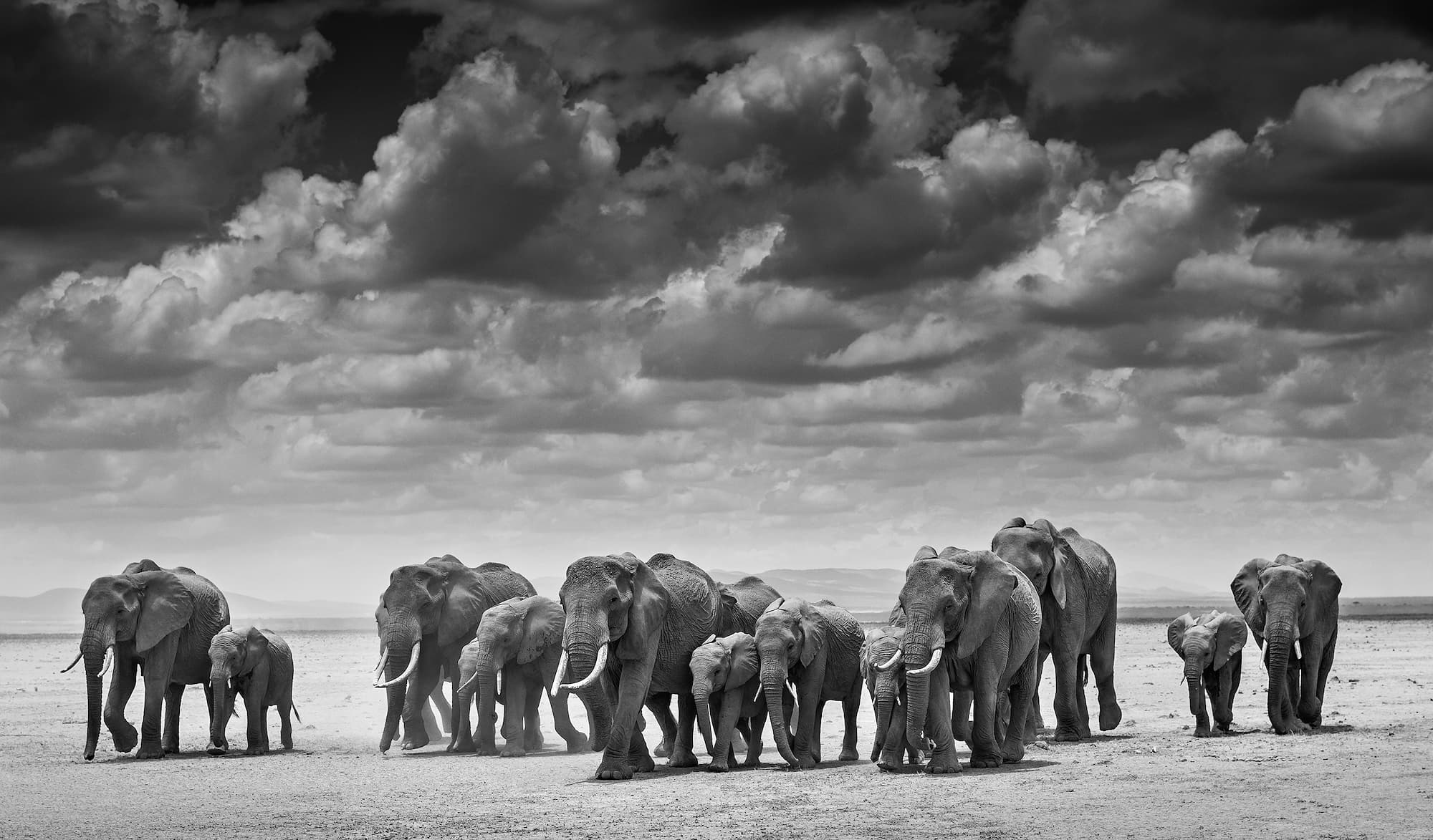 "The Crossing" by David Yarrow, Amboseli, Kenya, 2015. Black and white photograph.