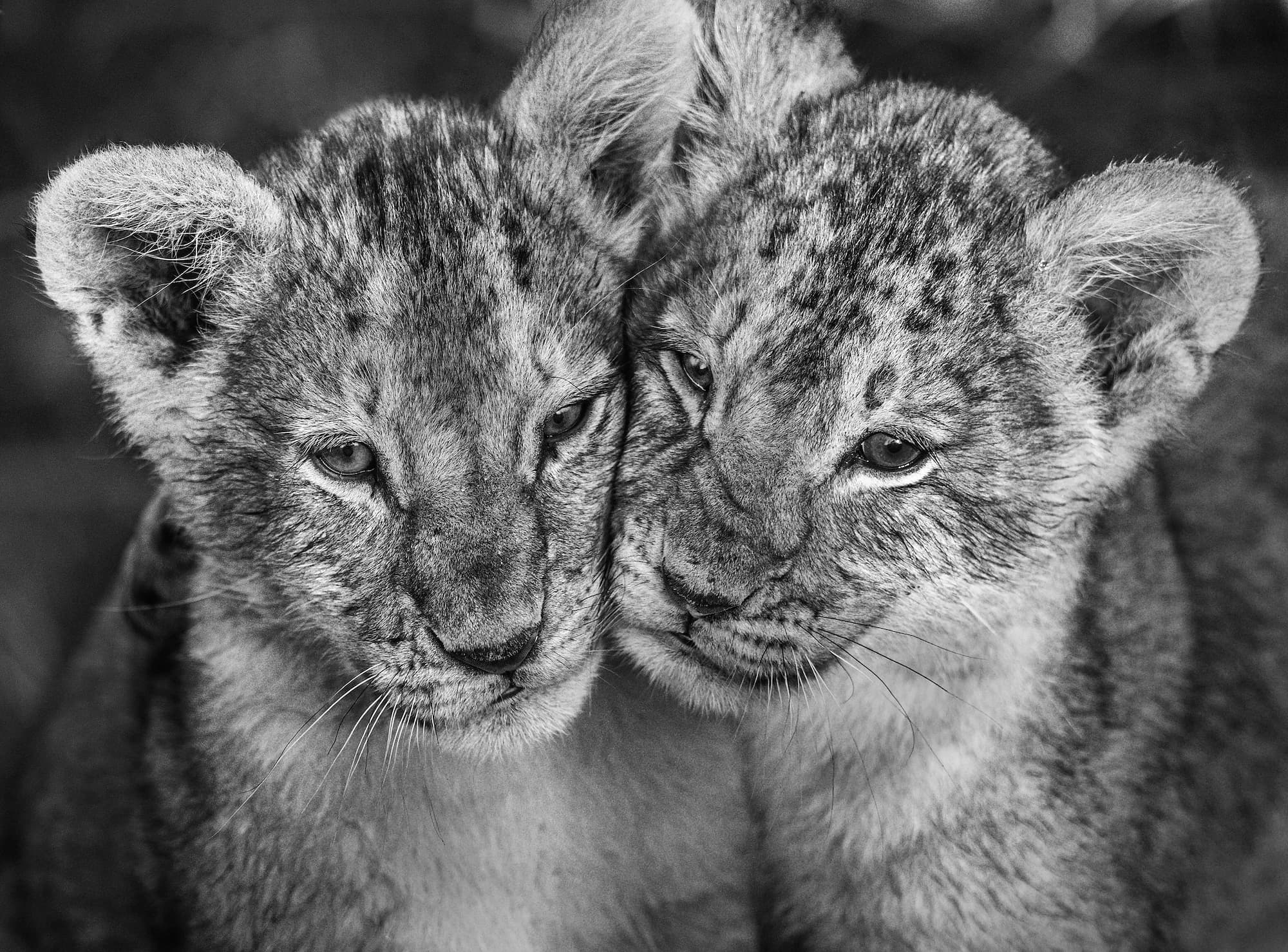 "The Cubs" by David Yarrow. Black and white photograph.