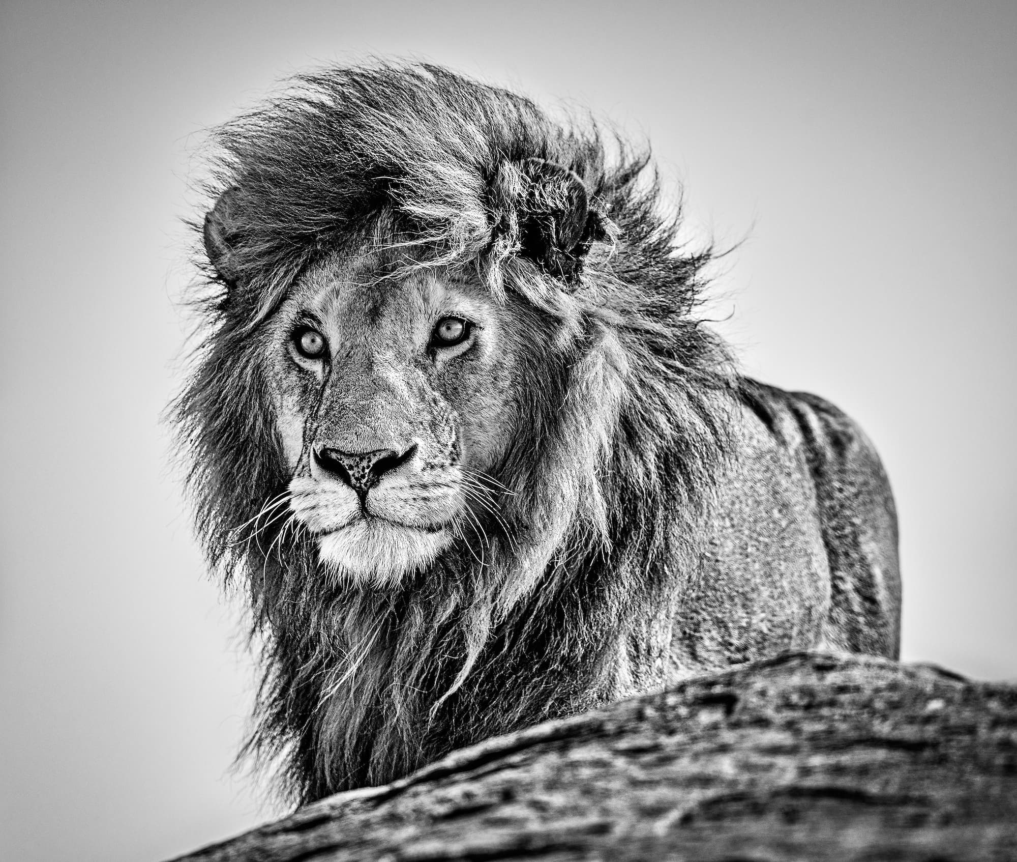 "The Cure" by David Yarrow, Serengeti, Tanzania, 2020. Black and white photograph.