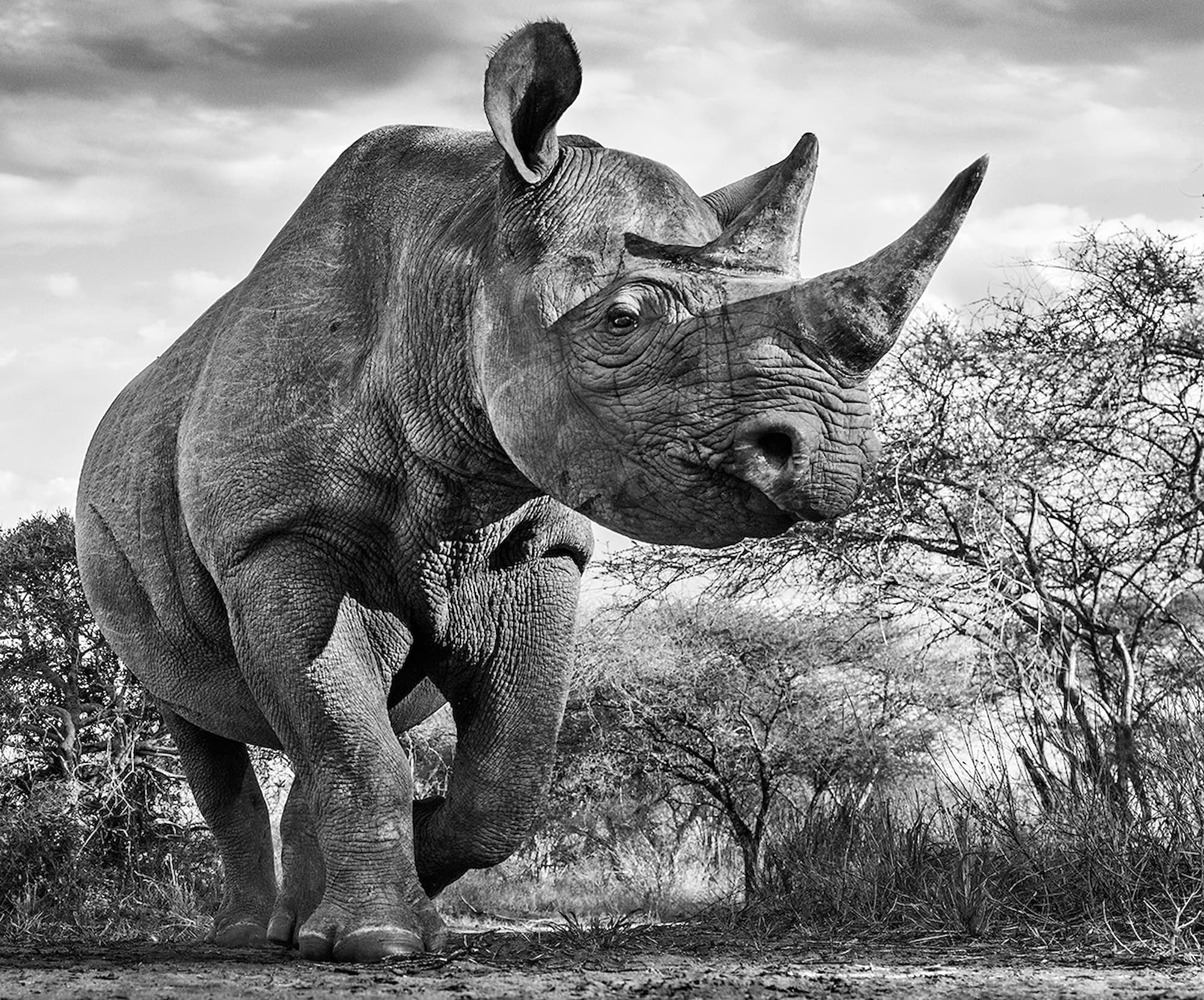 "The Departed" by David Yarrow, Mkomazi Game Reserve, Tanzania, 2015. Black and white photograph.