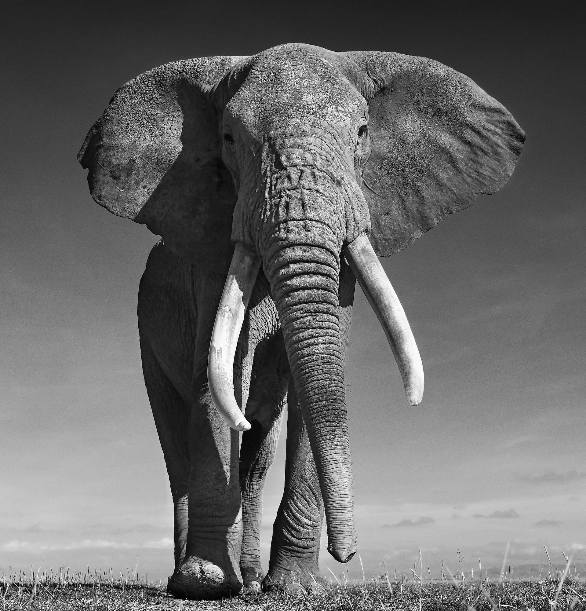 "The Don" by David Yarrow, Amboseli, Kenya, 2017. Black and white photograph.