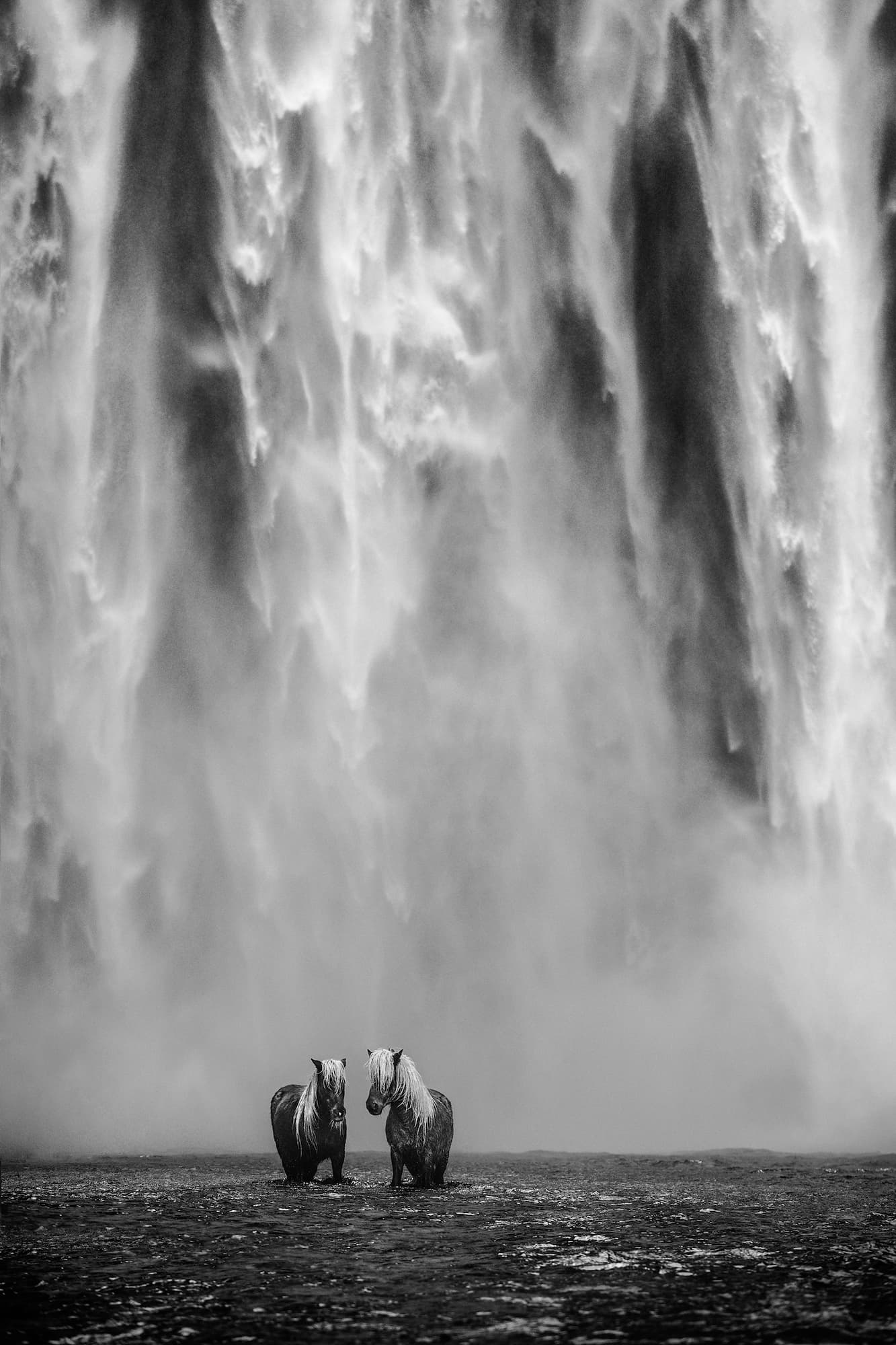 "The Dream" by David Yarrow, Iceland, 2018. Black and white photograph.