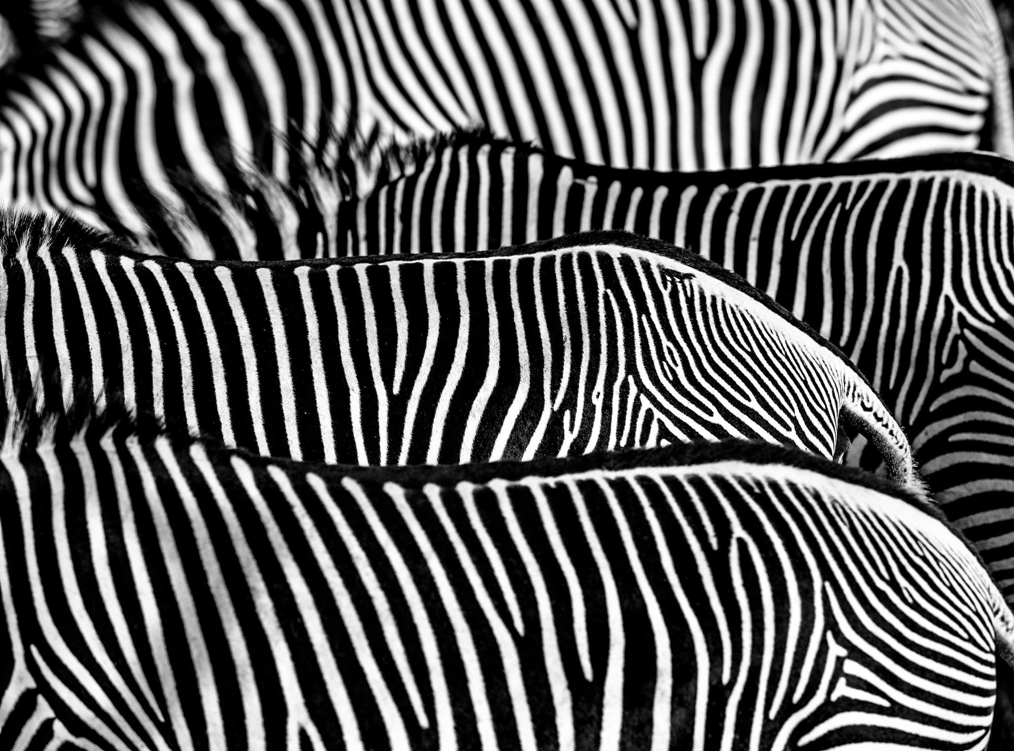 "The Factory" by David Yarrow, Lewa, Kenya, 2017. Black and white photograph.