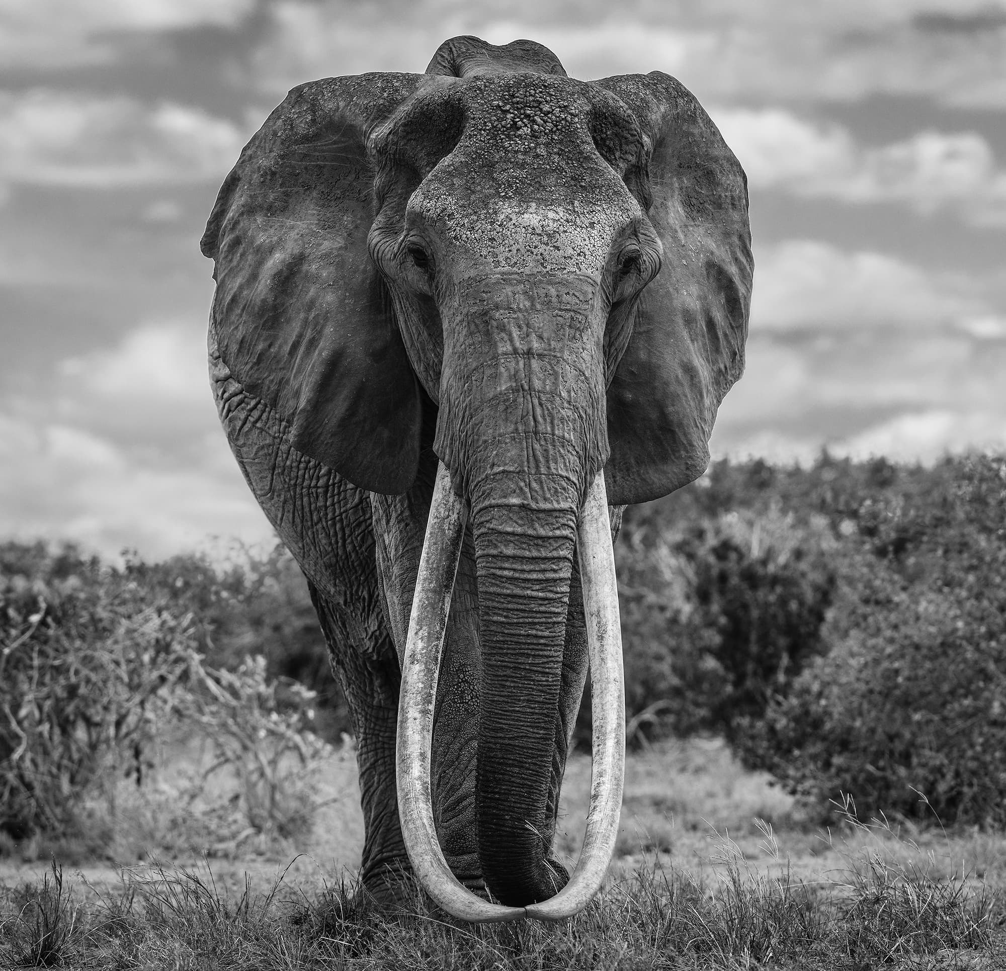 "The Final Few" by David Yarrow, Tsavo, Kenya, 2017. Black and white photograph.