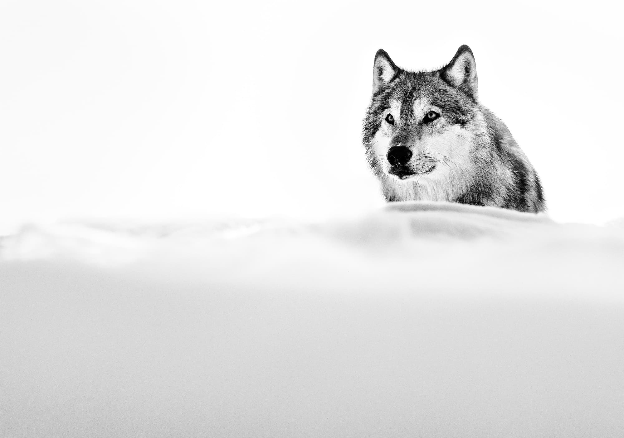 "The Focused Wolf" by David Yarrow, 2015. Black and white photograph.