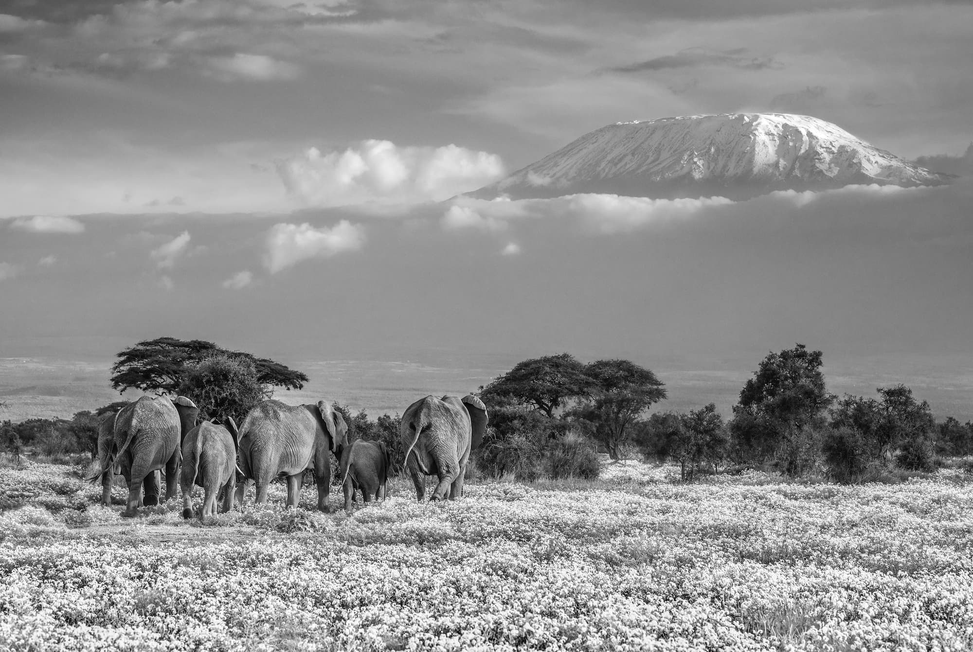 "The Garden Of Eden" by David Yarrow, Amboseli, Kenya, 2018. Black and white photograph.