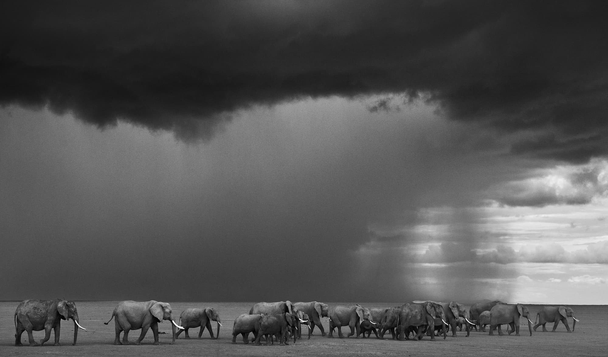 "The Gathering Storm" by David Yarrow, Amboseli, Kenya, 2012. Black and white photograph.