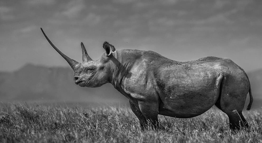The Girl on The Hill
