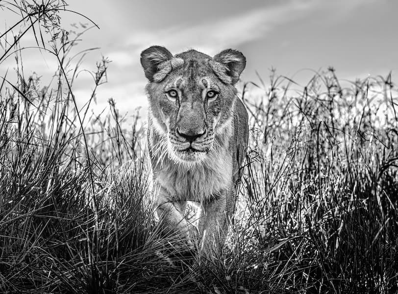 The Hunter