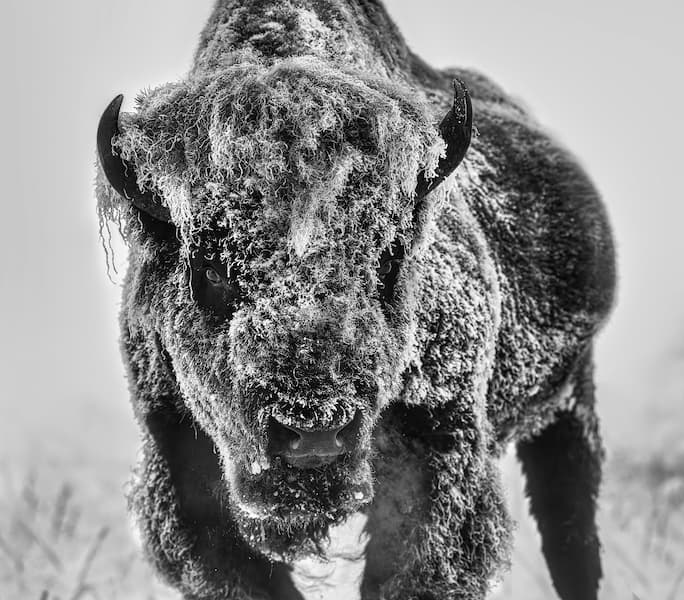 The Ice Monster (B&W)