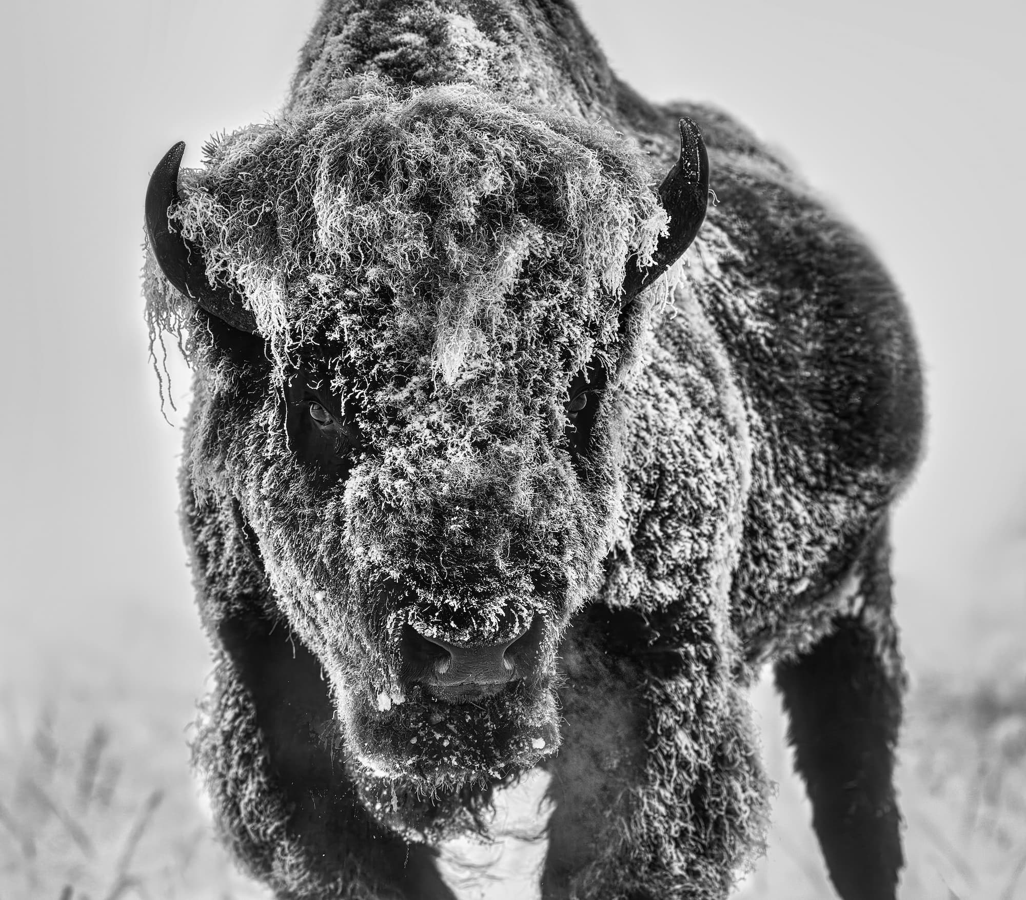 "The Ice Monster" by David Yarrow, Yellowstone National Park, 2025. Black and white photograph.