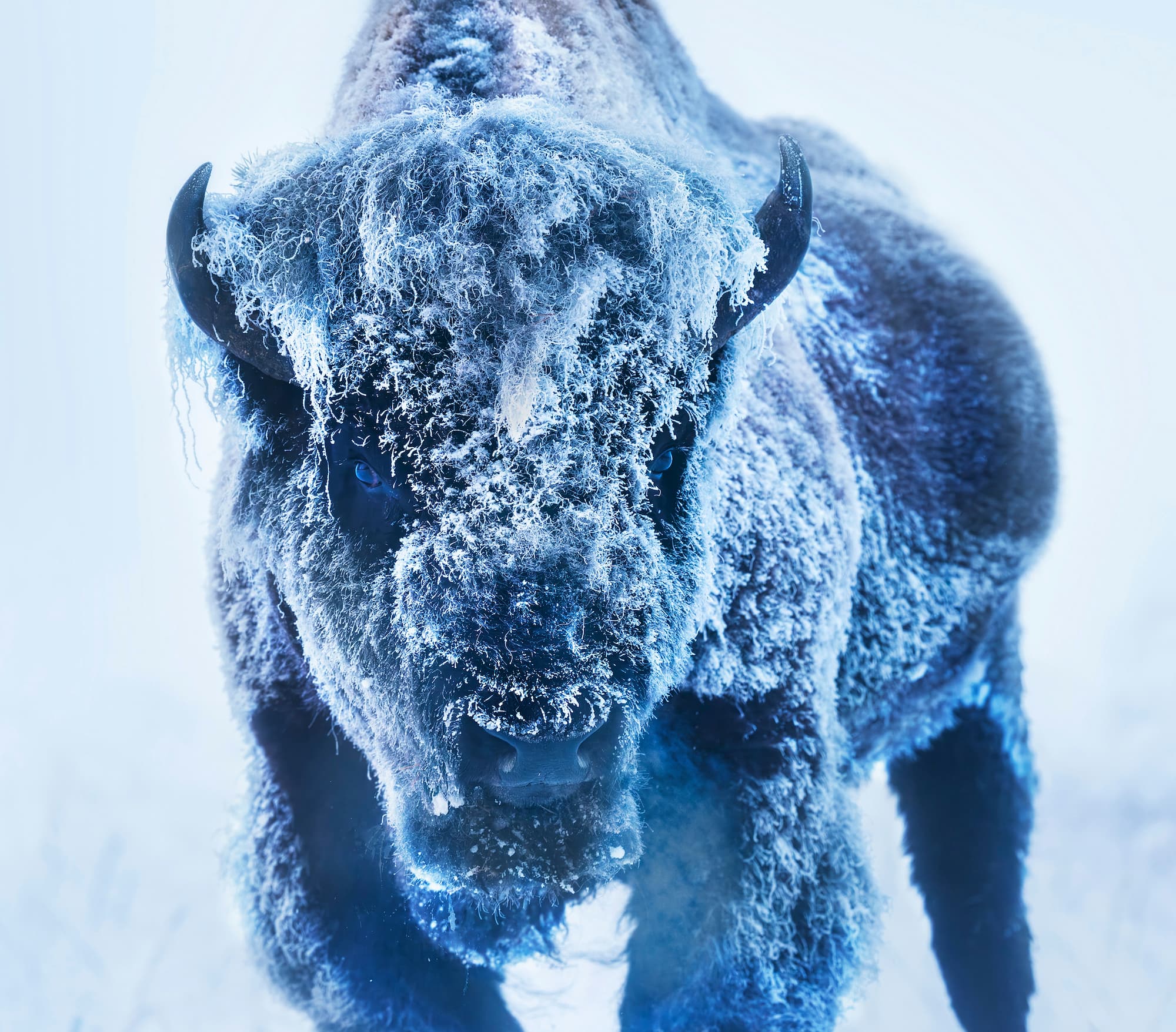 "The Ice Monster" by David Yarrow, Yellowstone National Park, 2025. Colour photograph.
