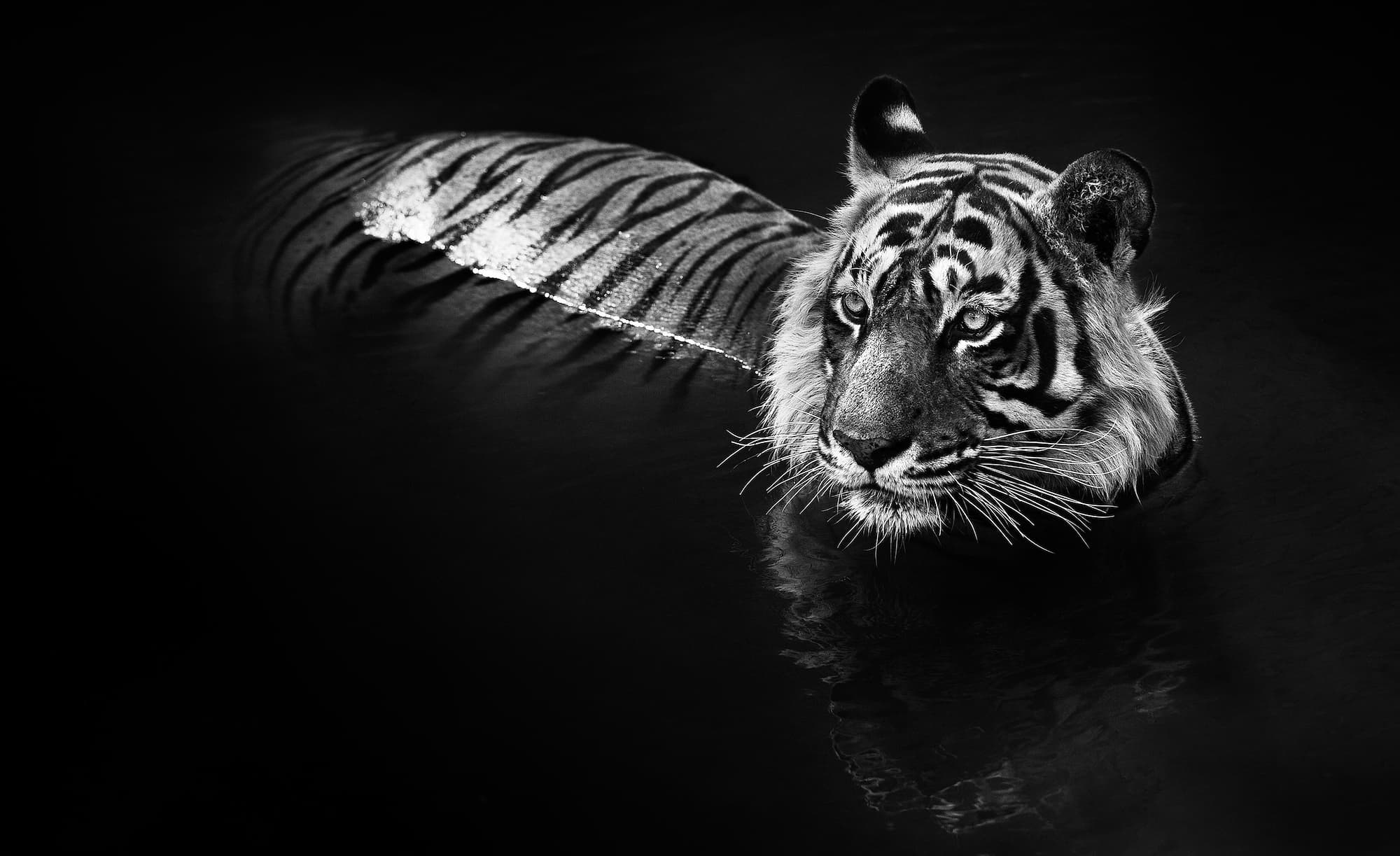 "The Killer" by David Yarrow, Ranthambore National Park, India, 2013. Black and white photograph.
