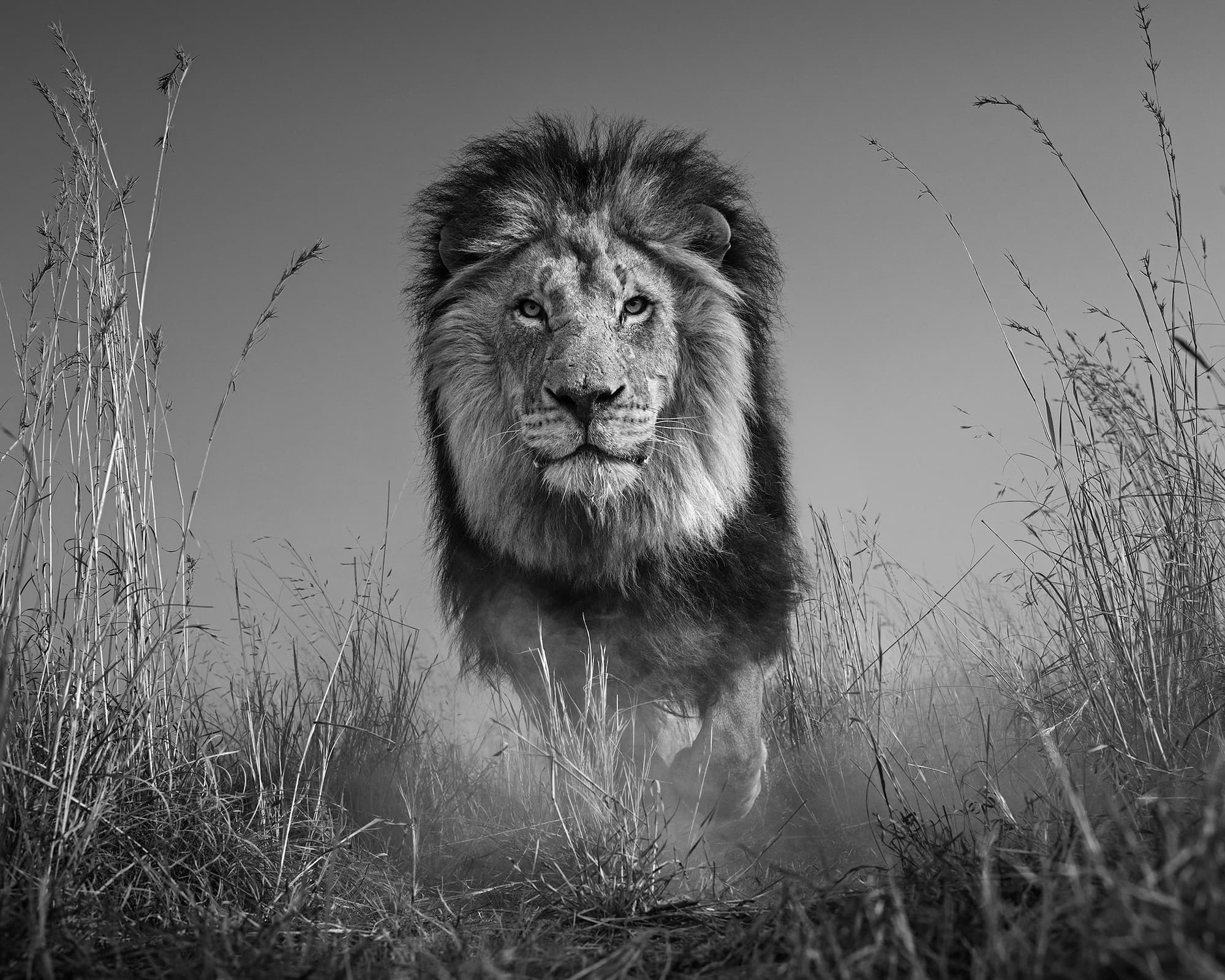 "The King and I" by David Yarrow, Willow Springs, California, 2025. Black and white photograph.