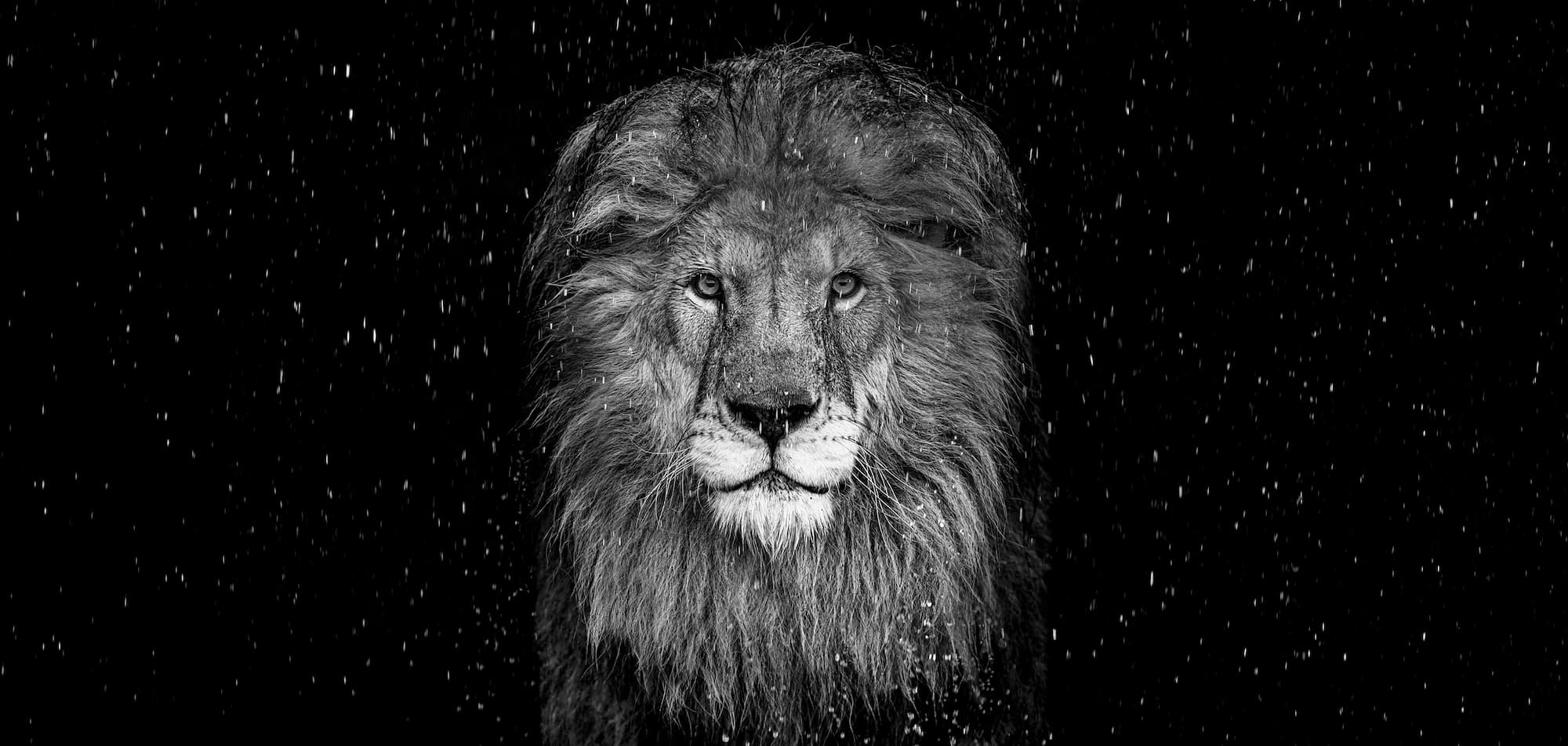 "The Lion" by David Yarrow, Dinokeng, South Africa, 2025. Black and white photograph.
