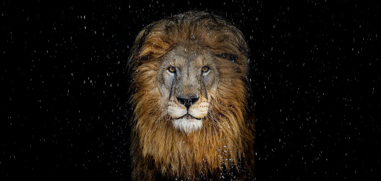 The Lion (Colour)