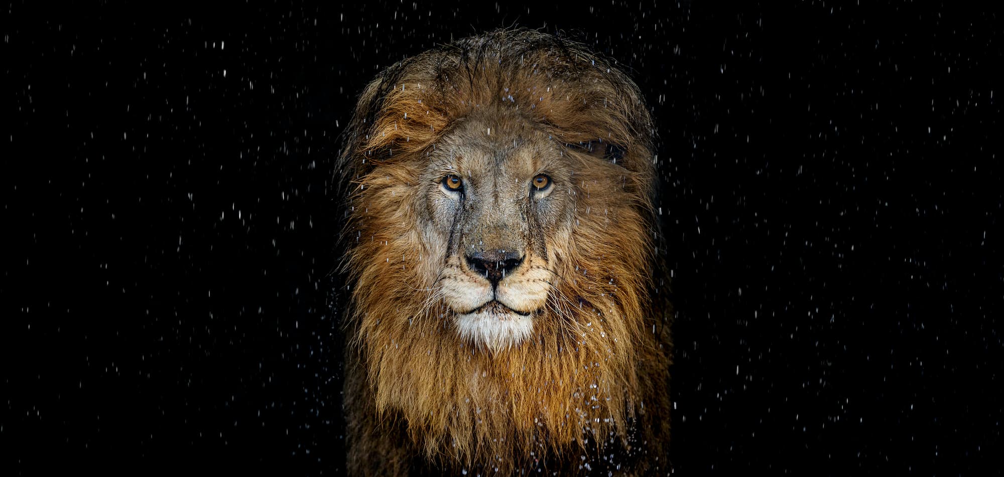 "The Lion" by David Yarrow, Dinokeng, South Africa, 2025. Colour photograph.