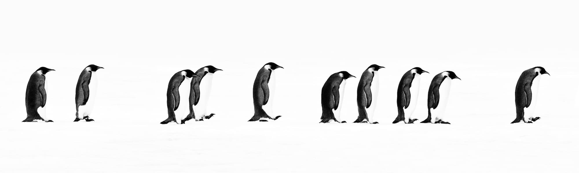 The Long March