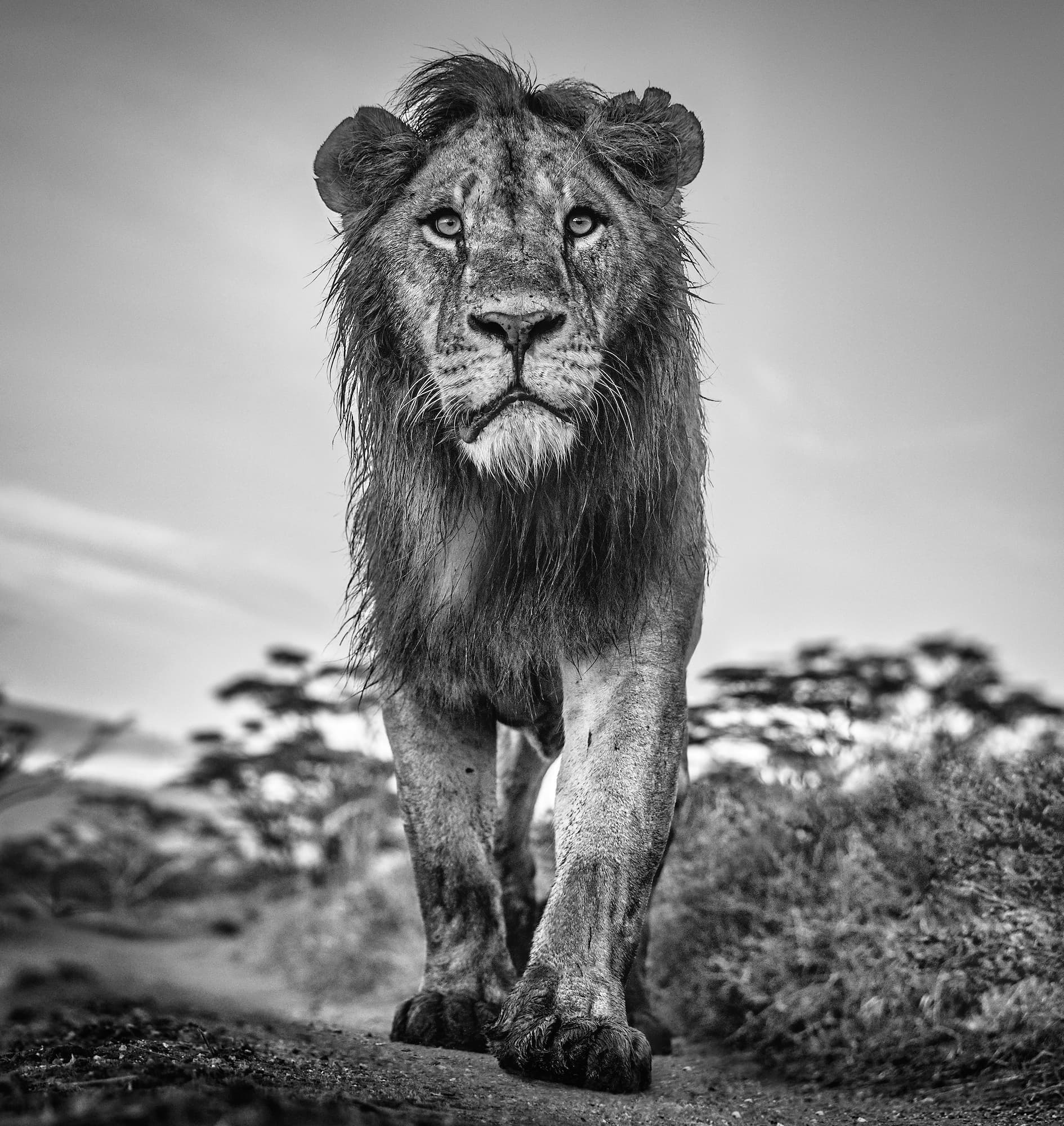 "The Morning Show" by David Yarrow, Amboseli, Kenya, 2020. Black and white photograph.